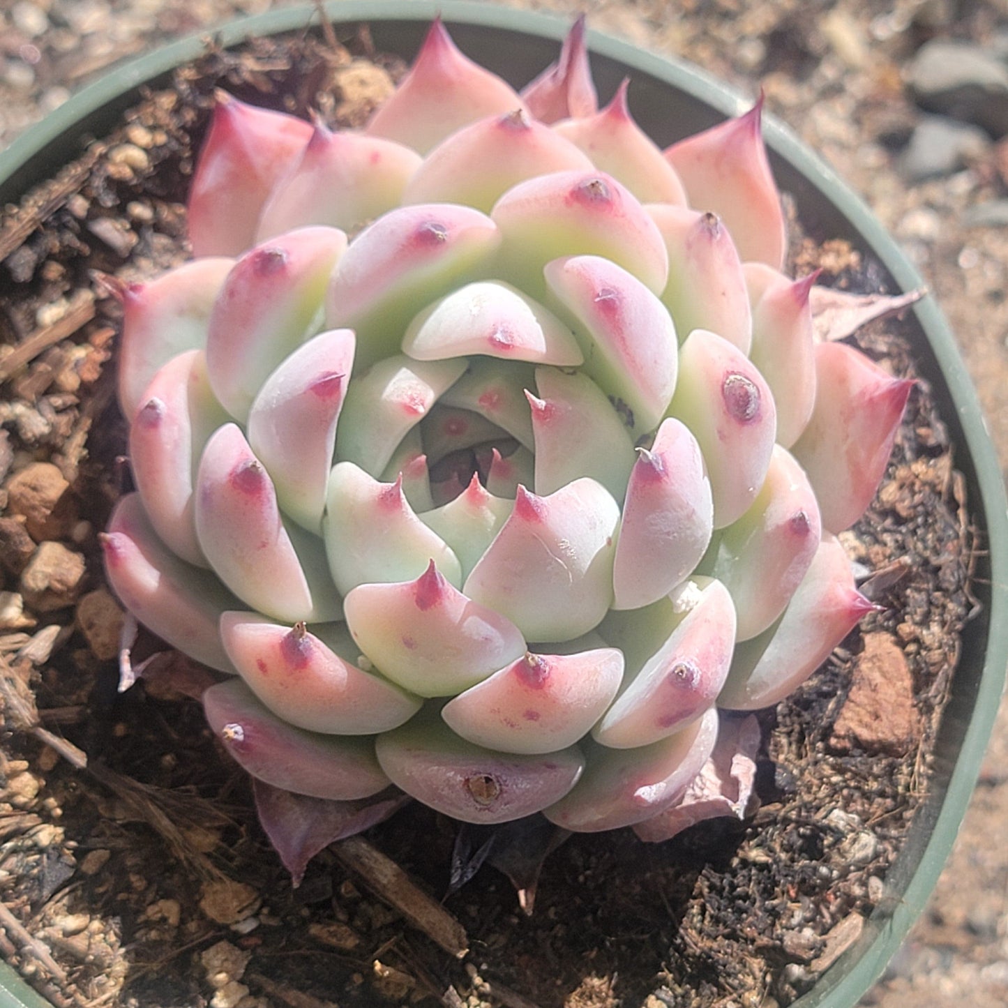 Echeveria 'Chihuahuaensis' - 4 Inch Assorted - DesertScapeSucculent