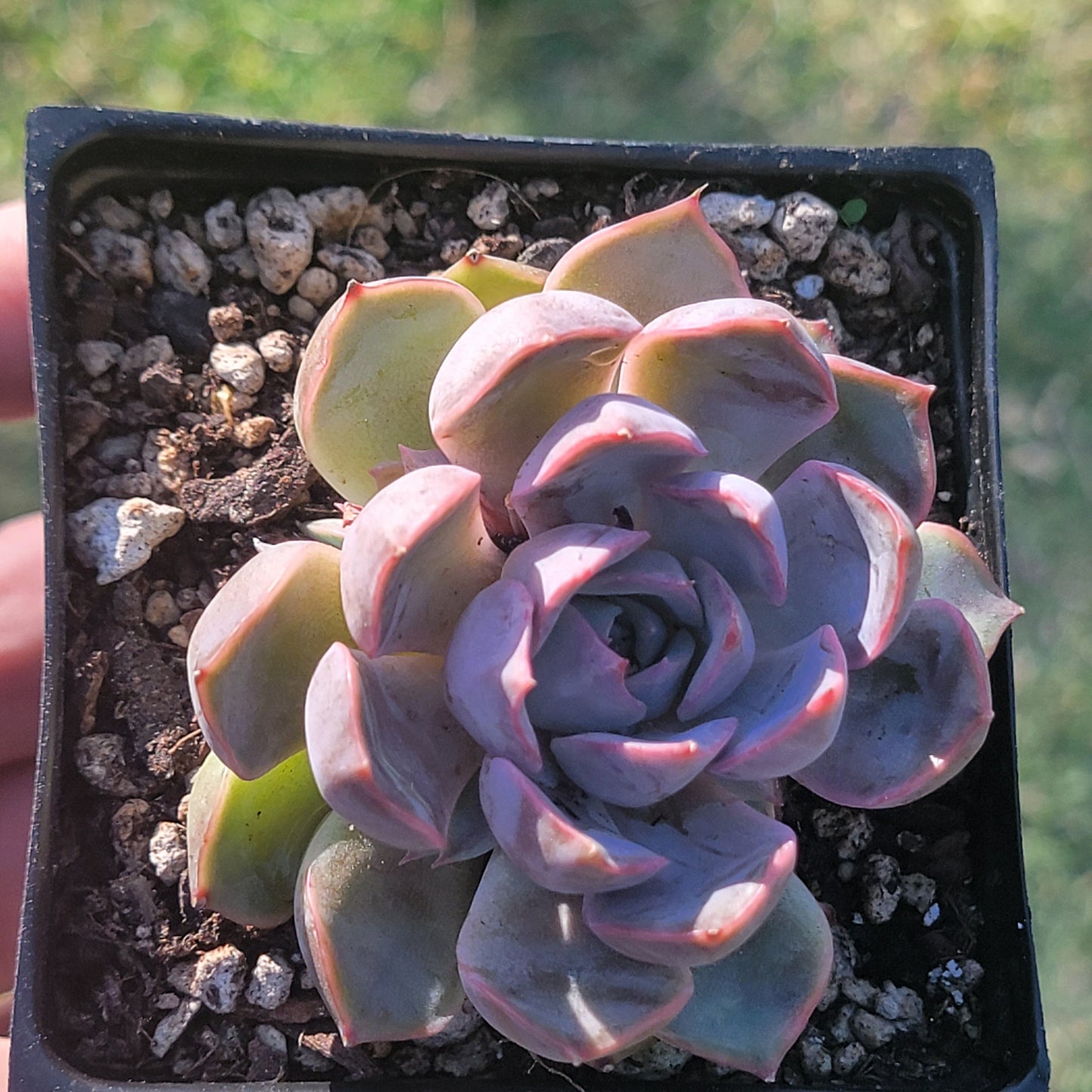 Echeveria 'Enon' - Single 4A - DesertScapeSucculent