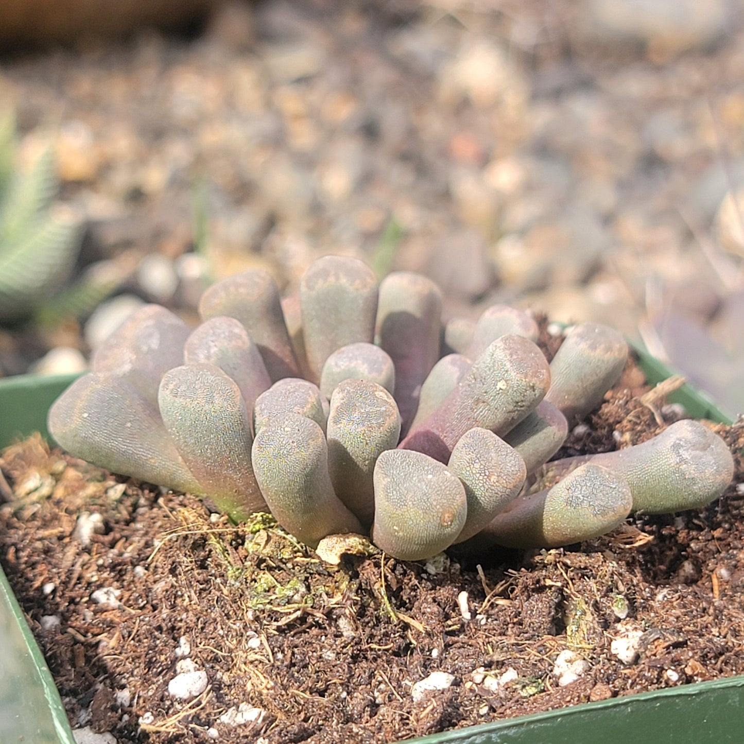 Frithia pulchra 'Purple Baby Toes' - 4 Inch Assorted - Succulent - DesertScapeSucculent