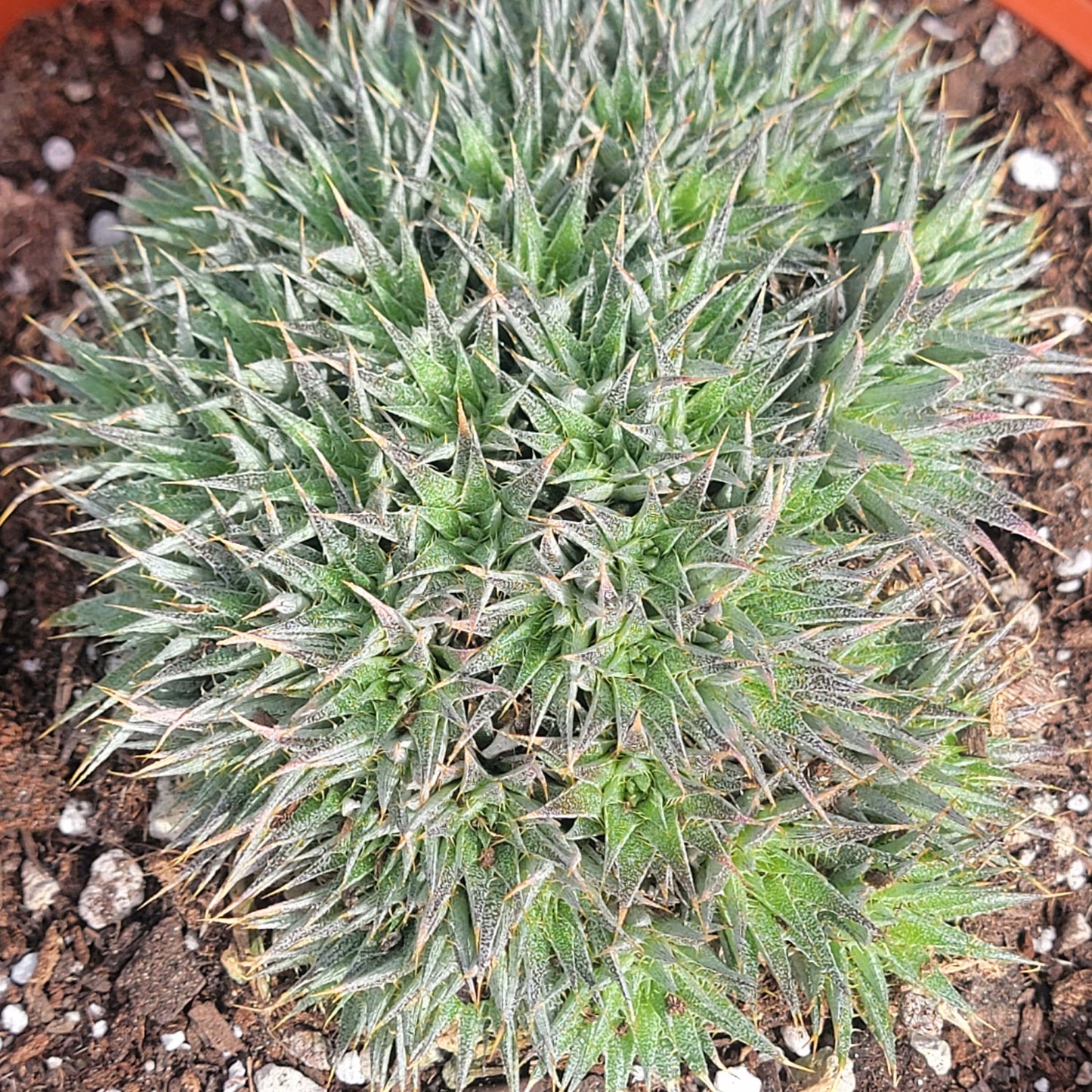 Deutorechonia brevifolia 'Argentine Ball' - 8 Inch Assorted - House Plant - DesertScapeSucculent
