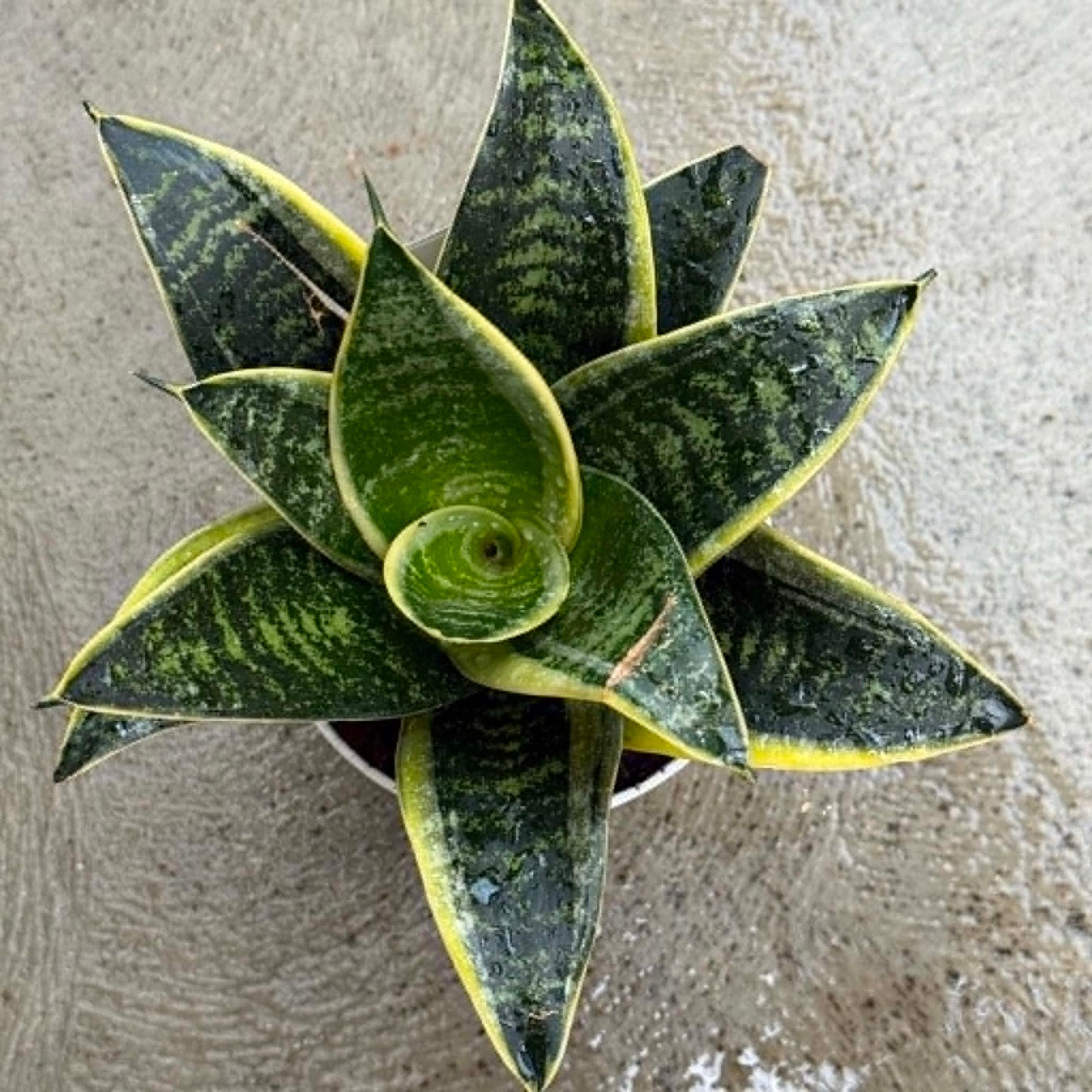 DesertScapeSucculent House Plant 4 Inch Sansevieria hahnii 'Ocean Star'