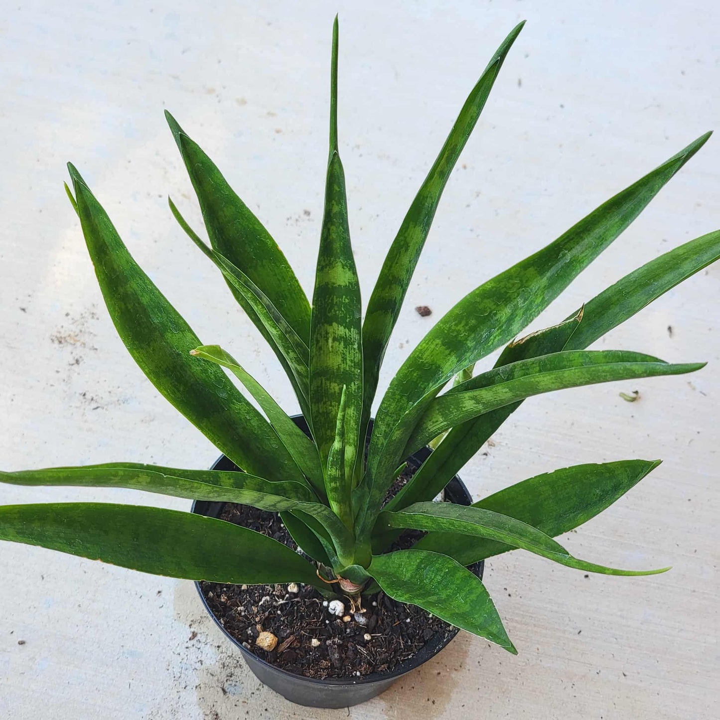 Sansevieria parva 'Kenya Hyacinth' - 4 Inch Assorted - House Plant - DesertScapeSucculent