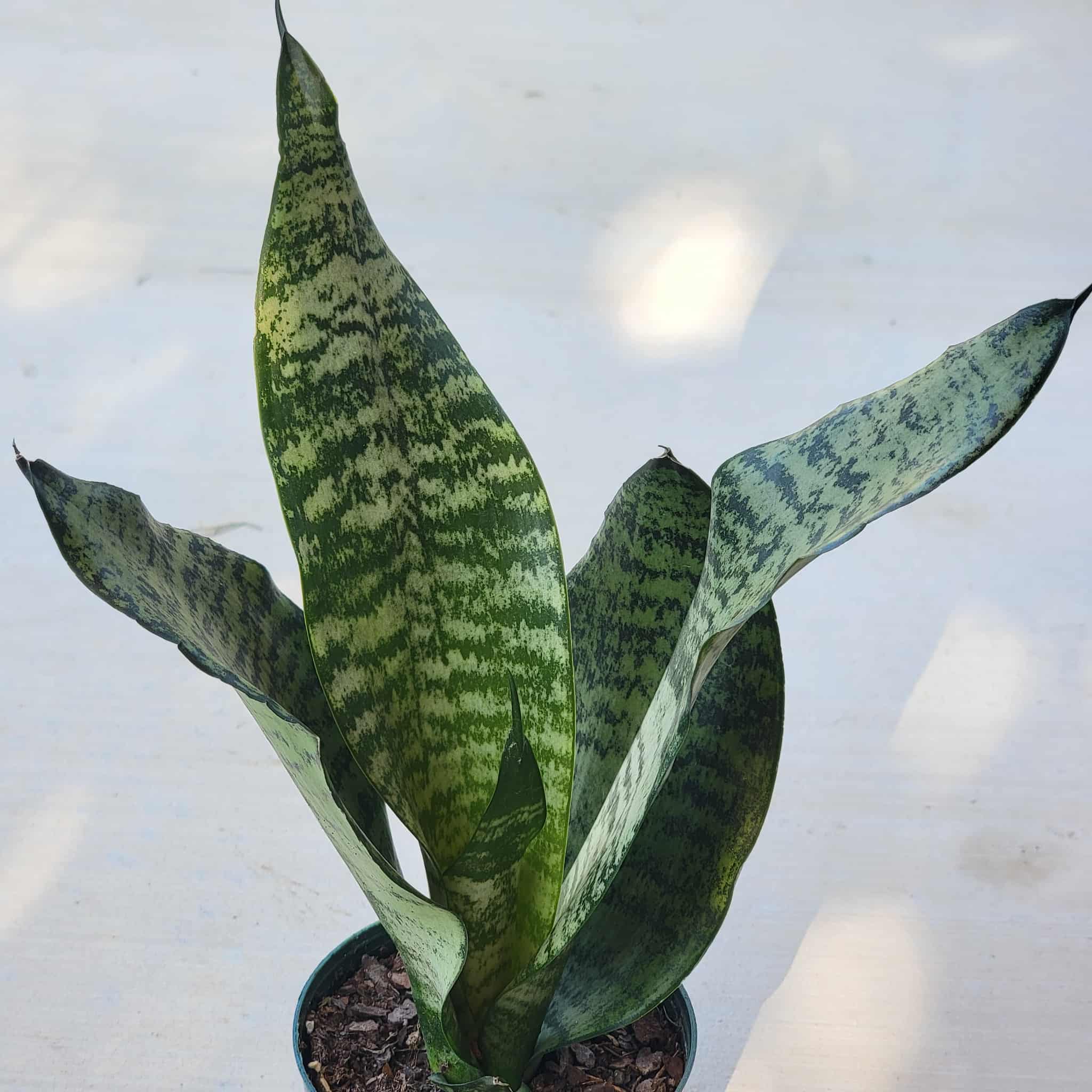sansevieria robusta Sansevieria robusta