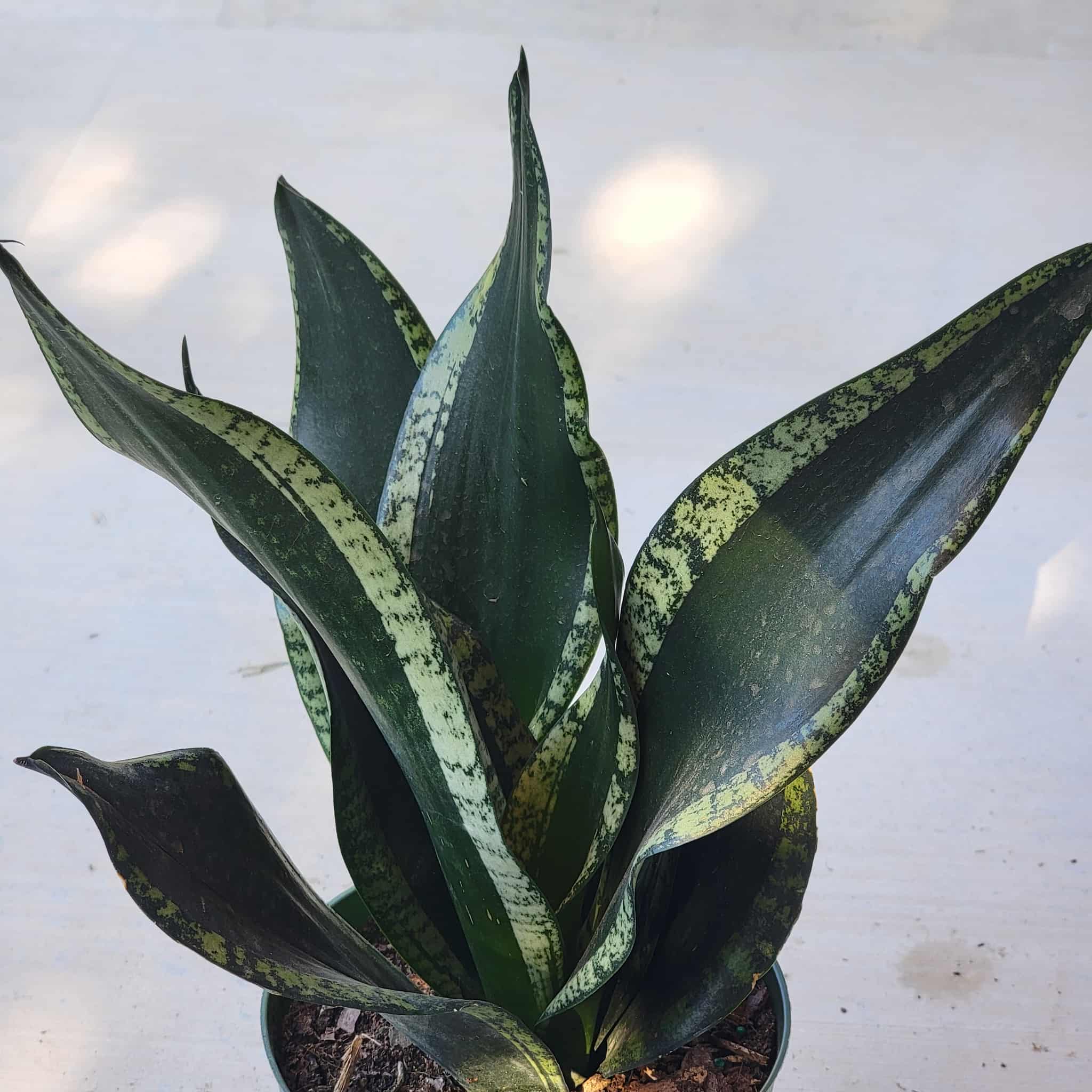 sansevieria whitney height Sansevieria 'Whitney' – DesertScapeSucculent