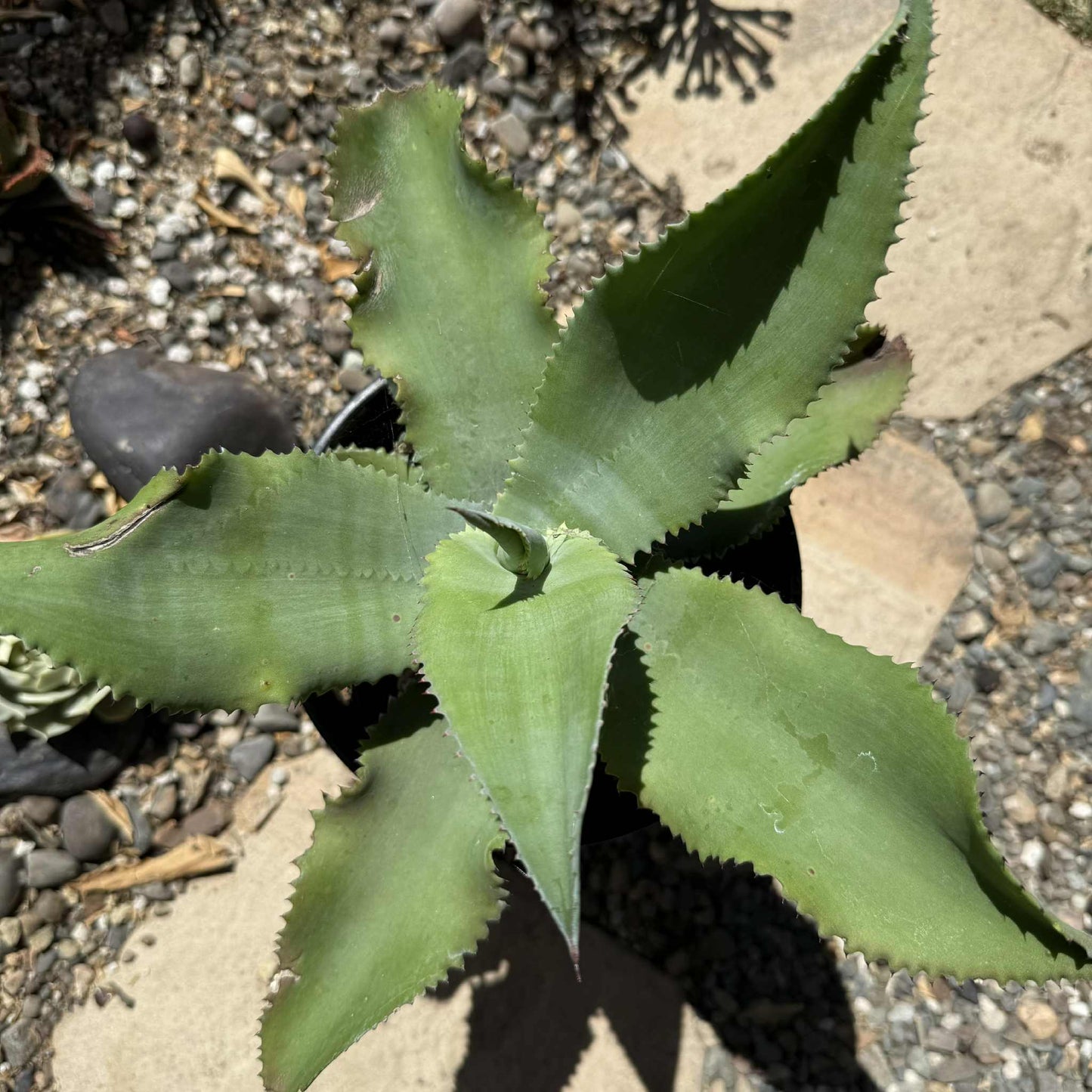 Mangave 'Blue Wave' - 1 Gal Assorted - Agave - DesertScapeSucculent