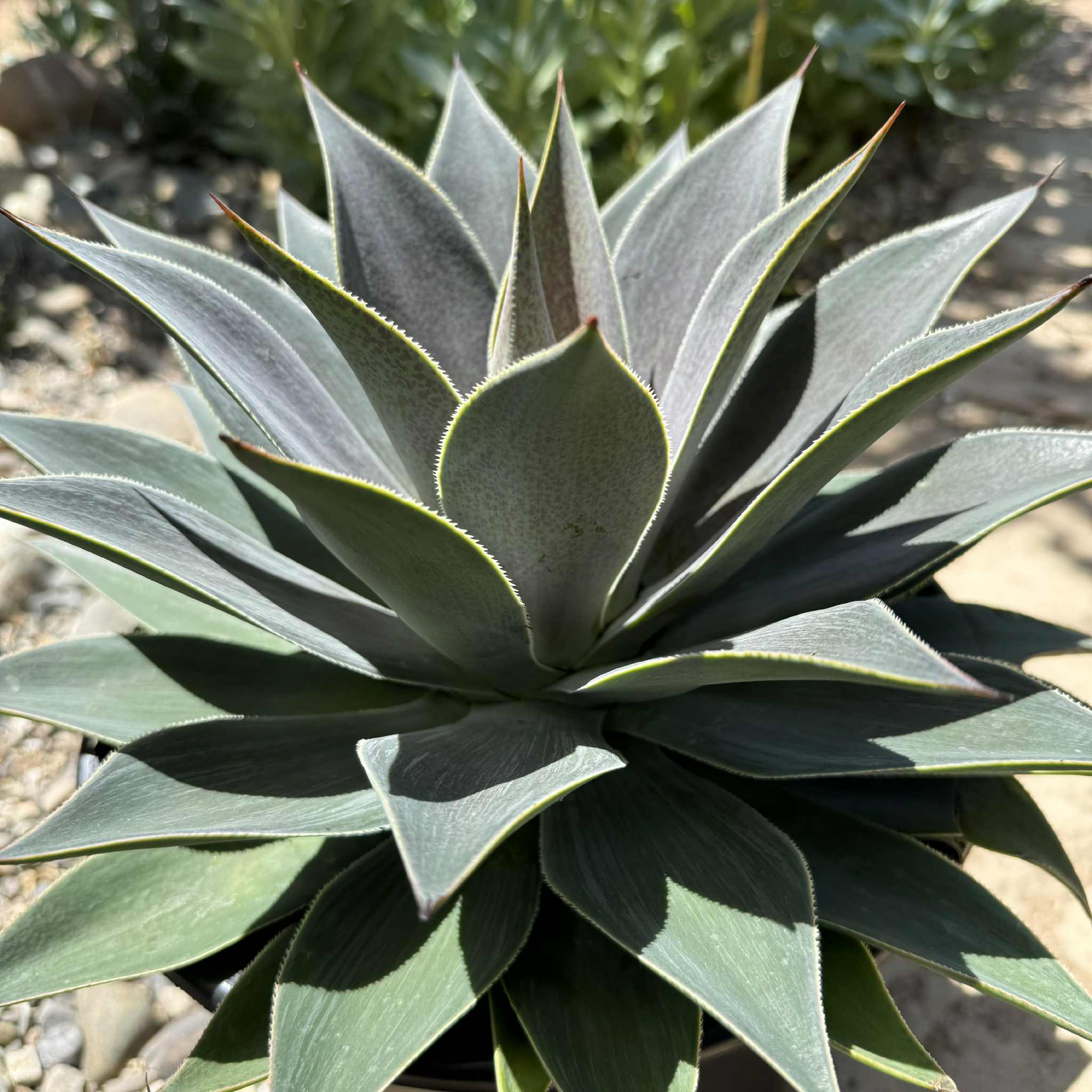 mangave lavender lady plant Mangave 'Lavender Lady' – DesertScapeSucculent