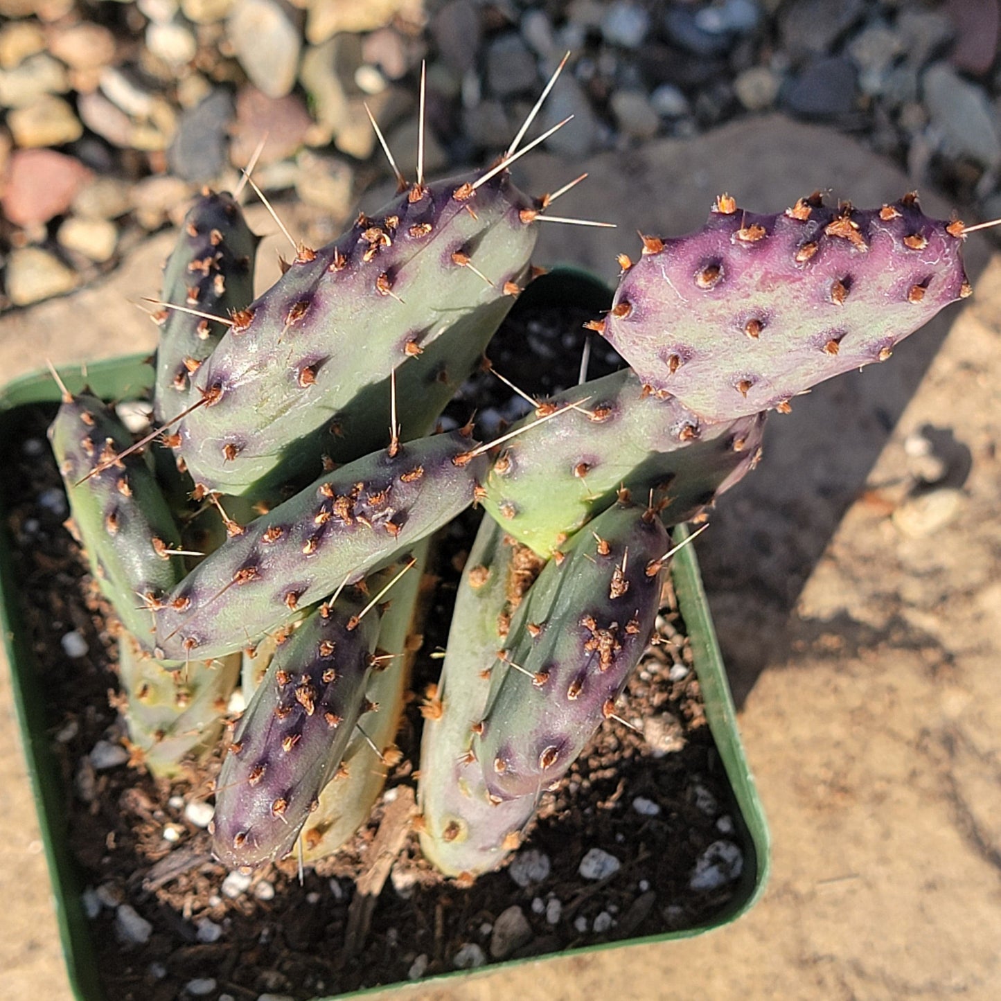 Opuntia 'Santa-Rita' - 4 Inch Assorted - Cactus - DesertScapeSucculent