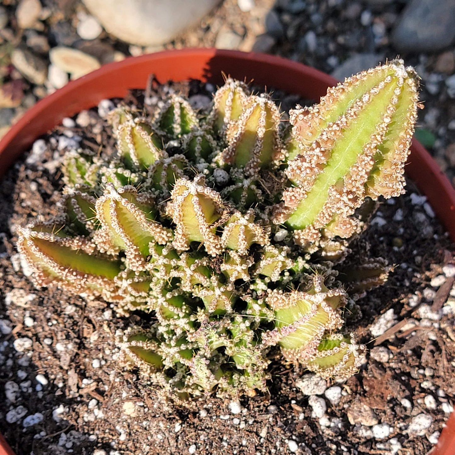 Acanthocereus monstrousa 'Fairytale Cactus' - 6 Inch Assorted - Cactus - DesertScapeSucculent