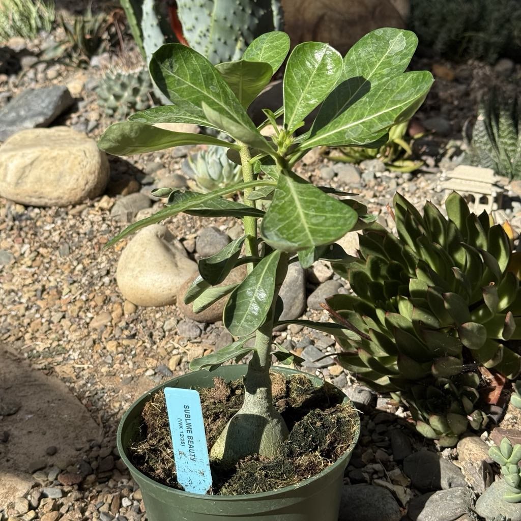is adenium a succulent Adenium obesum 'Desert Rose' – DesertScapeSucculent