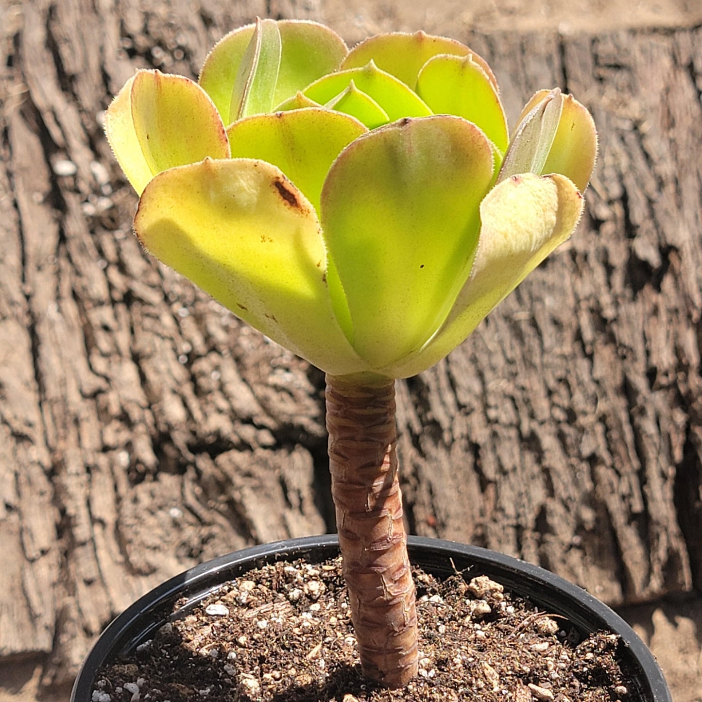 Aeonium Arboreum 'Irish Rose' - 6 Inch Single - Succulent - DesertScapeSucculent