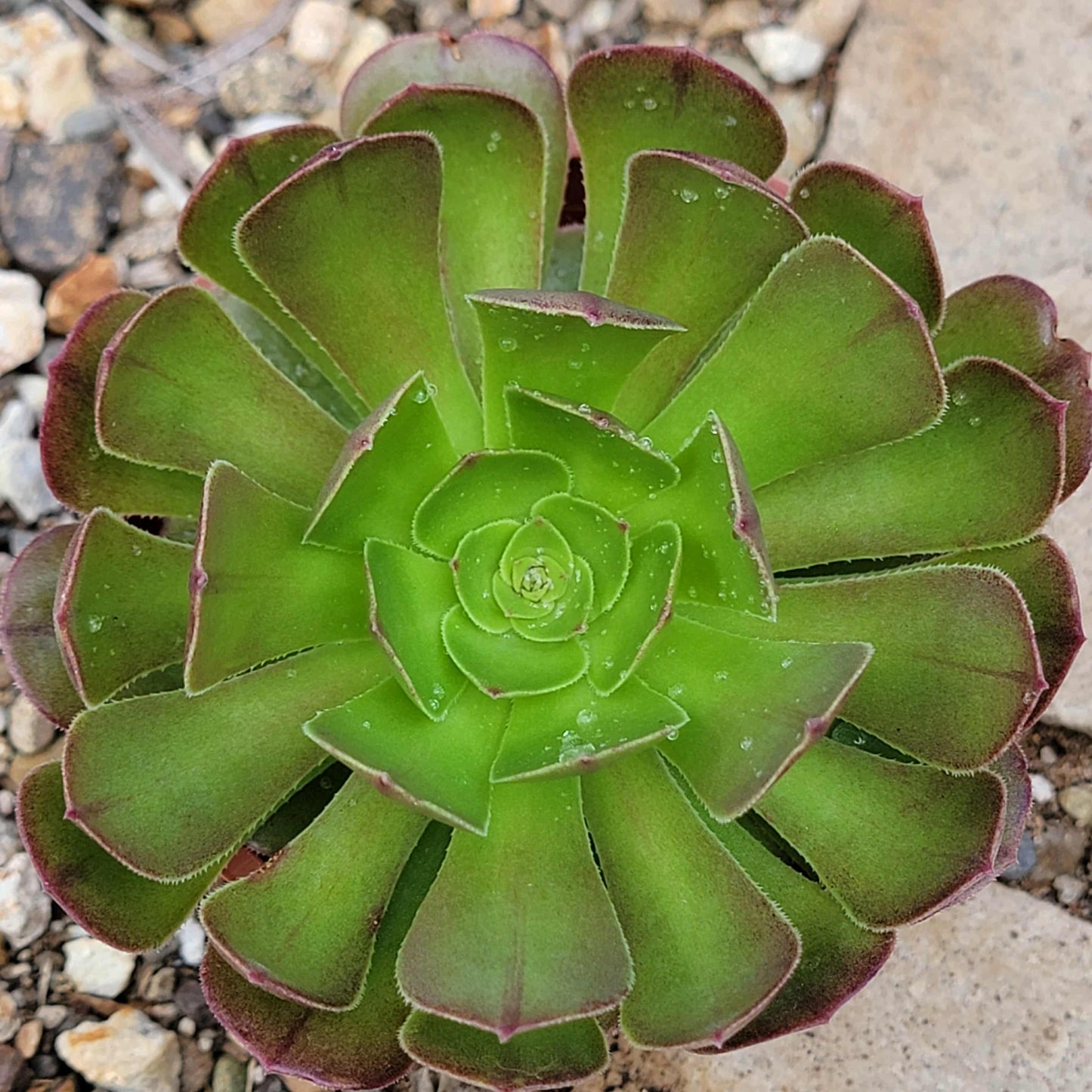 Aeonium 'Blushing Beauty' - 4 Inch Assorted - Succulent - DesertScapeSucculent