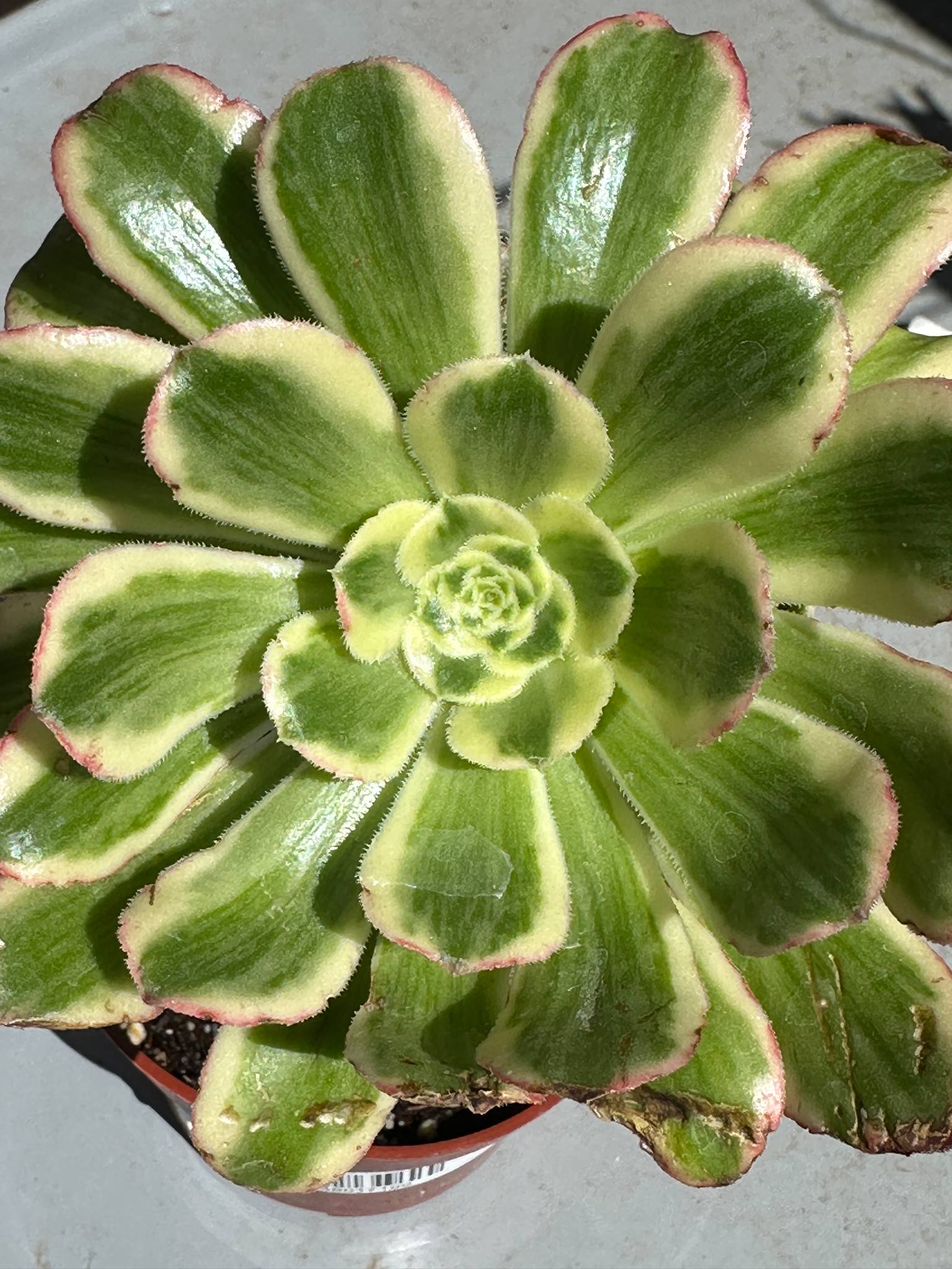 icicle succulent Aeonium 'Icicles'