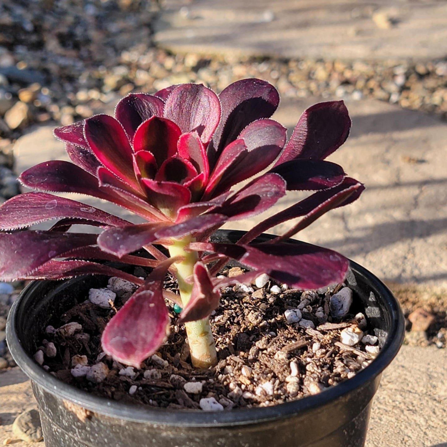 Aeonium 'Lina' - 4 Inch Assorted - Succulent - DesertScapeSucculent