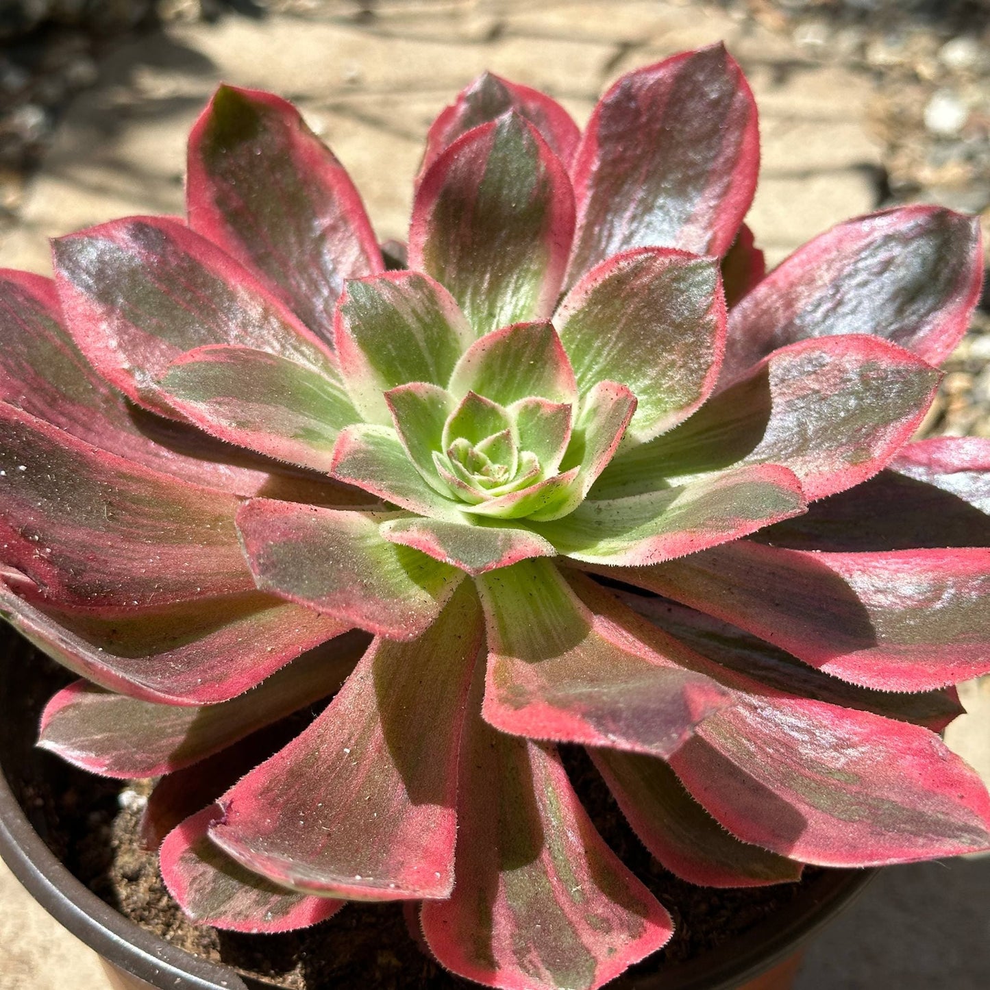 Aeonium ‘Wedding Dress’ - 6 Inch Assorted - Succulent - DesertScapeSucculent