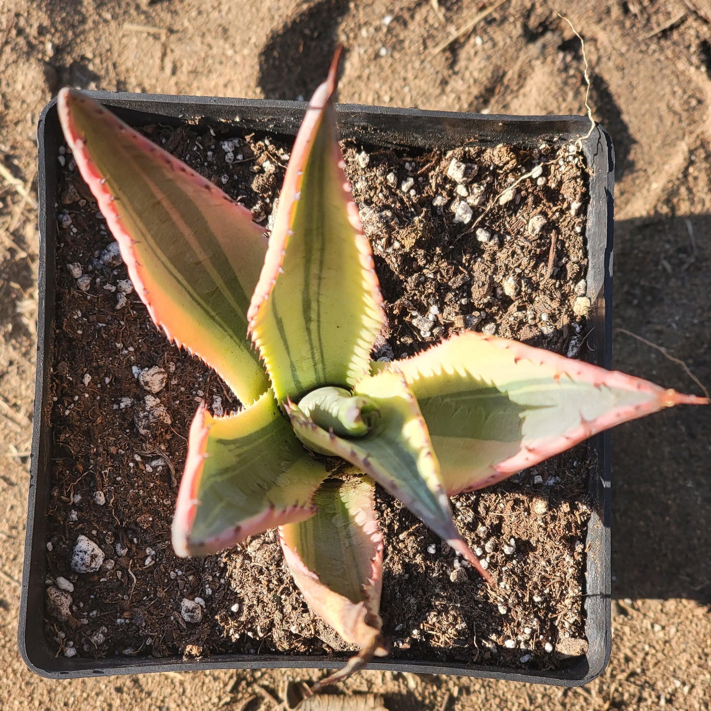 Agave 'Americana' Variegated - 6 Inch Assorted - Succulent - DesertScapeSucculent