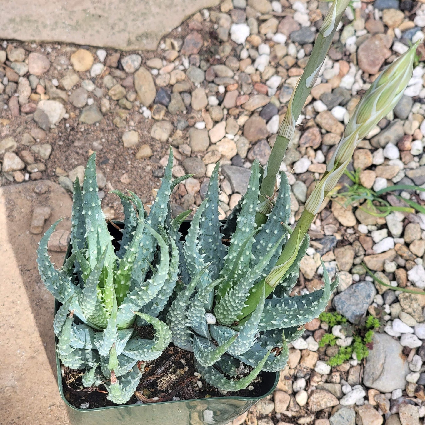 Aloe humilis 'Spider Aloe' - 4 Inch Assorted - Succulent - DesertScapeSucculent