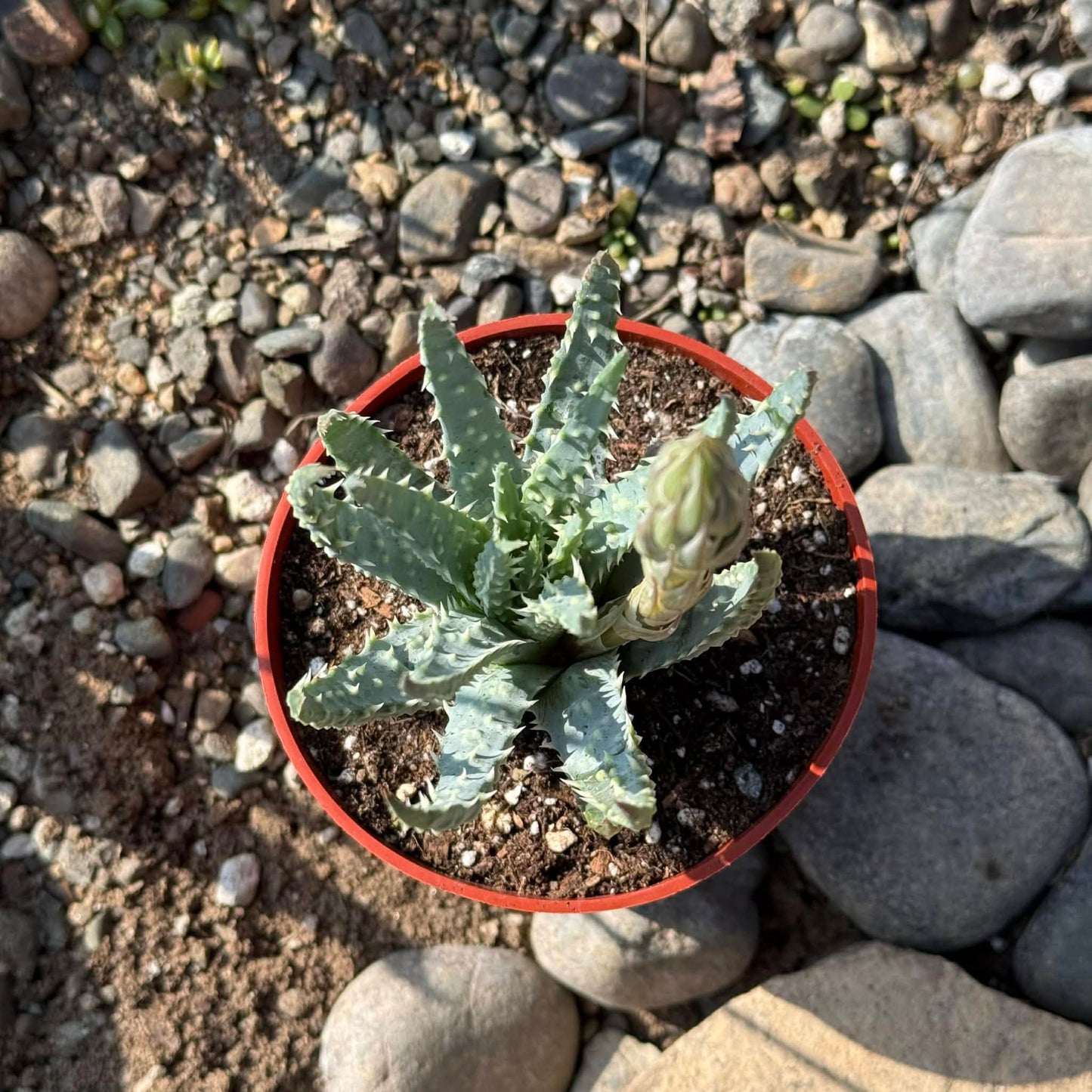 DesertScapeSucculent Succulent 4 Inch Assorted Aloe humilis 'Spider Aloe'