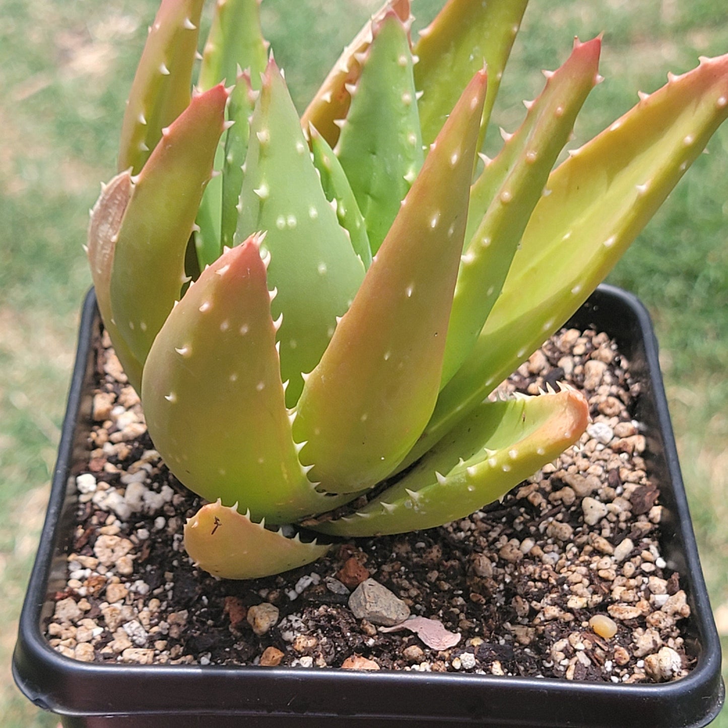 Aloe Nobilis 'Gold Tooth Aloe" - Single 6 Inch A - Succulent - DesertScapeSucculent