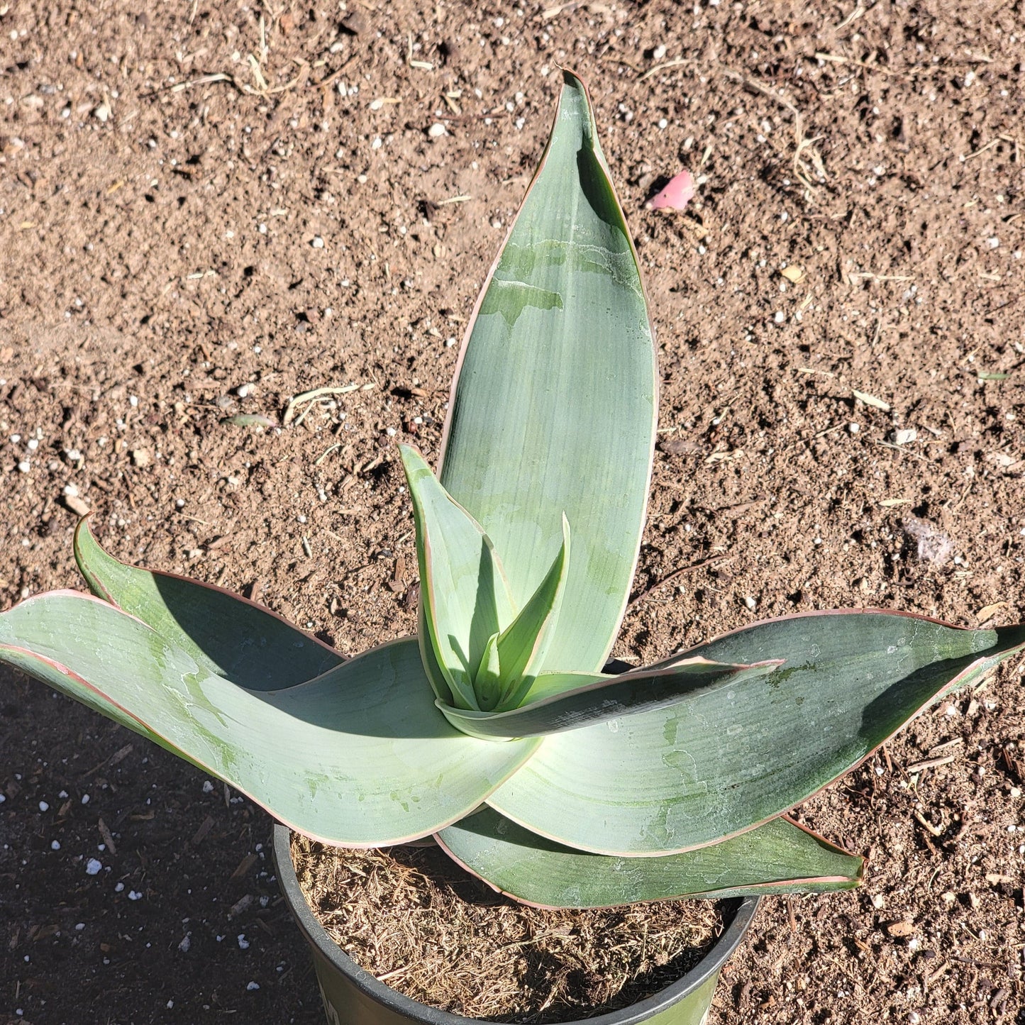 Aloe striata 'Coral Aloe' - 1 gal Assorted - Succulent - DesertScapeSucculent