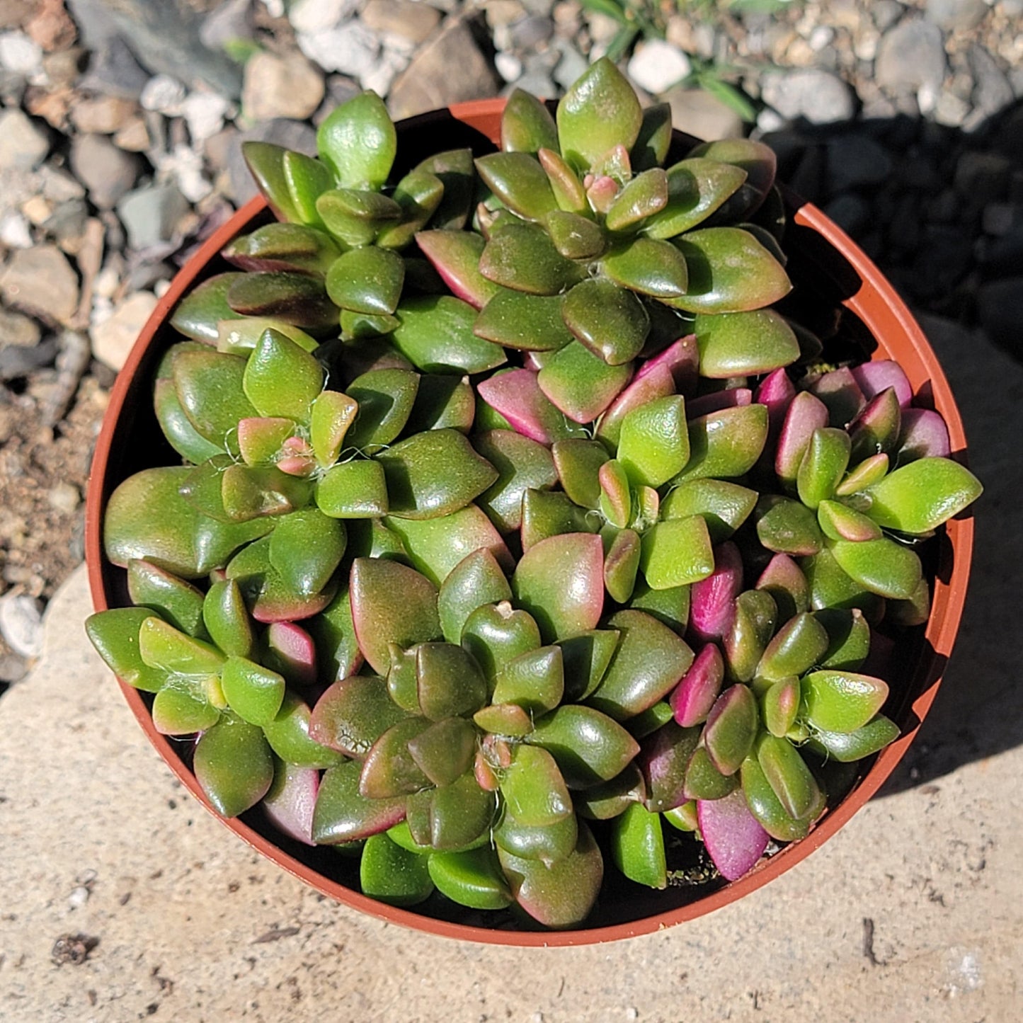 Anacampseros telephiastrum - 4" Assorted - Succulent - DesertScapeSucculent