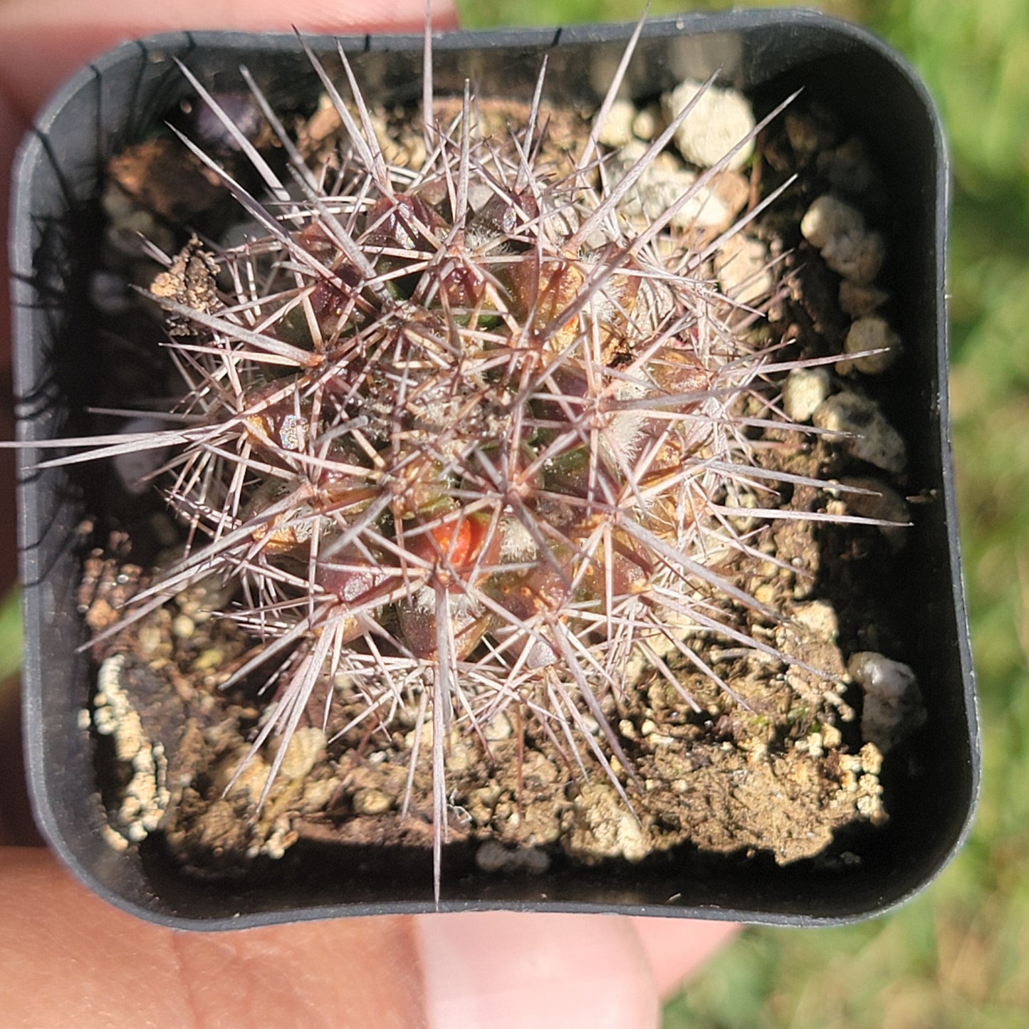 Austrocactus patagonicus - 2 Inch Assorted - Succulent - DesertScapeSucculent