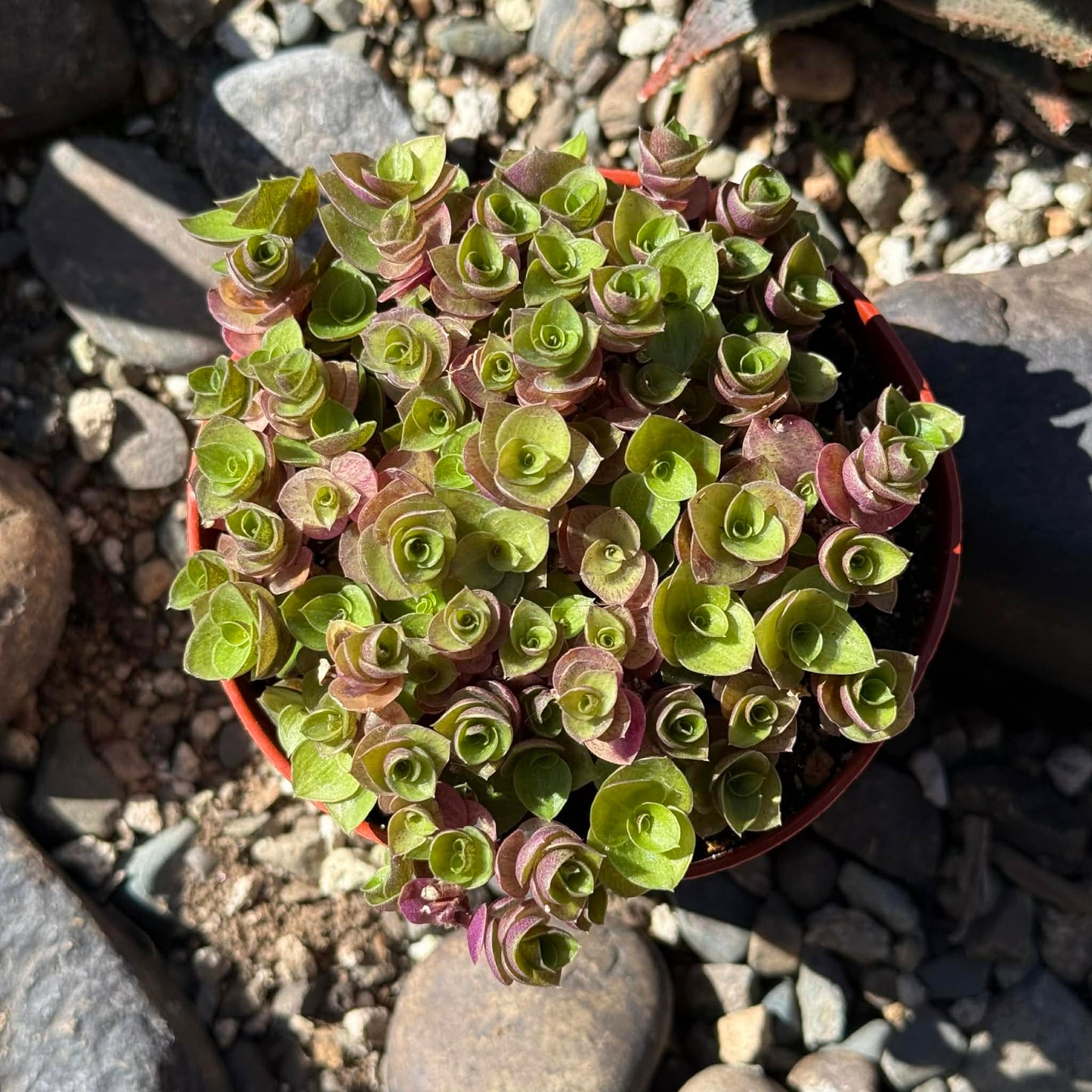 DesertScapeSucculent Succulent 4 Inch Callisia Repens