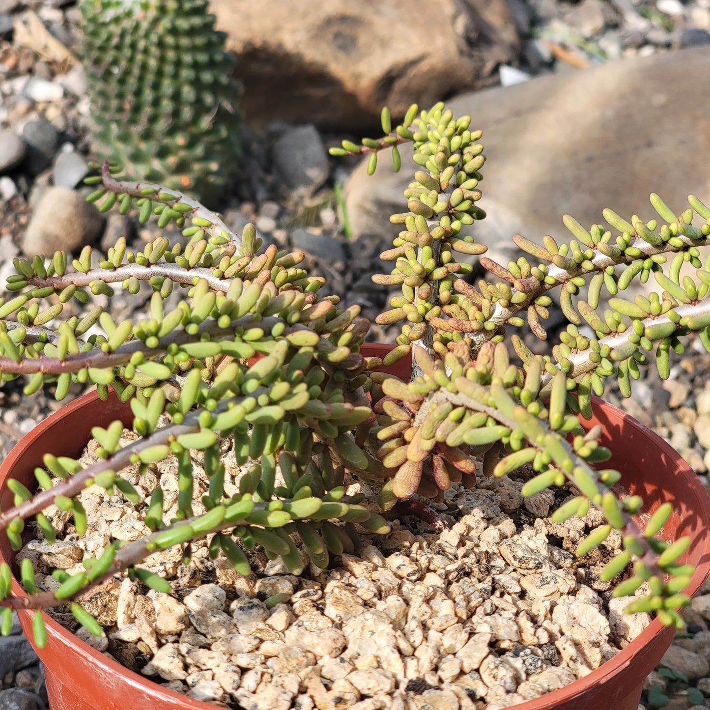 Ceraria namaquensis x frutirosa - 6 Inch Assorted - Succulent - DesertScapeSucculent