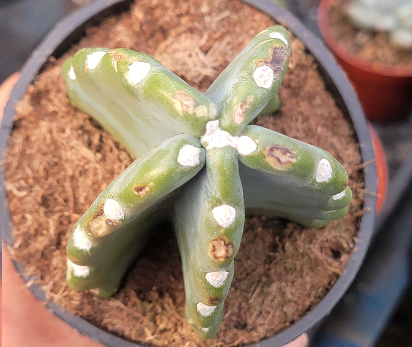 Cereus jamacaru 'Cuddly Cactus' - 6 Inch Assorted - Succulent - DesertScapeSucculent