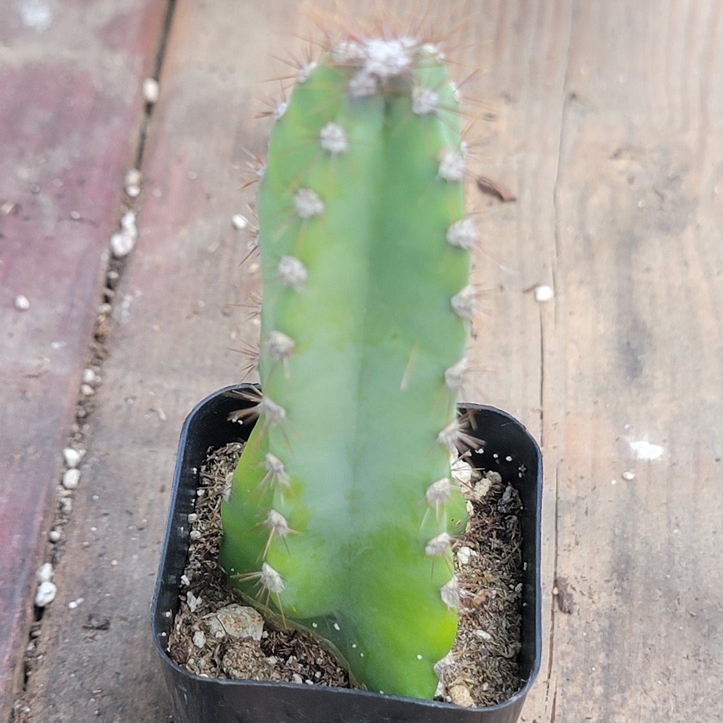 Cereus peruvianus 'Apple Cactus' - 2 Inch Assorted - Succulent - DesertScapeSucculent
