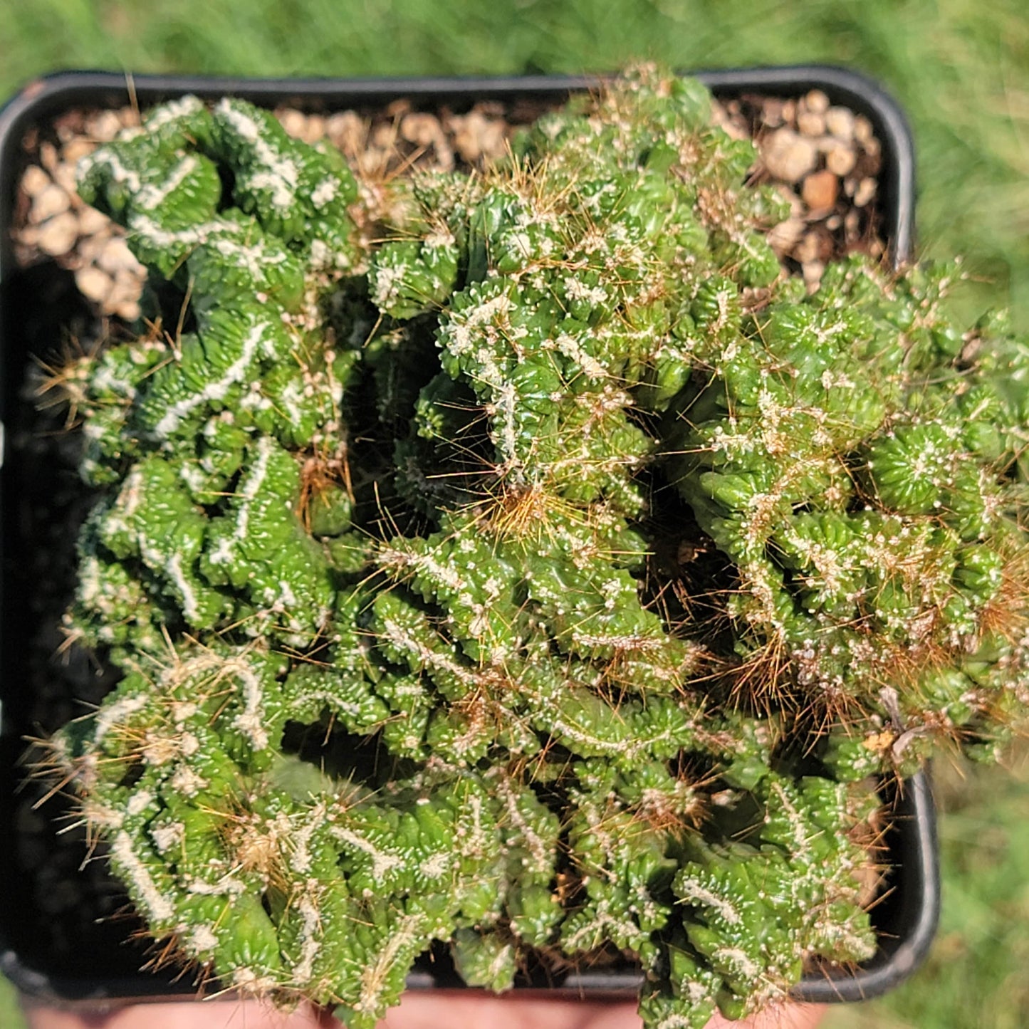 Cereus 'Peruvianus Monstrous' Crested - 6" Inch Assorted - Succulent - DesertScapeSucculent