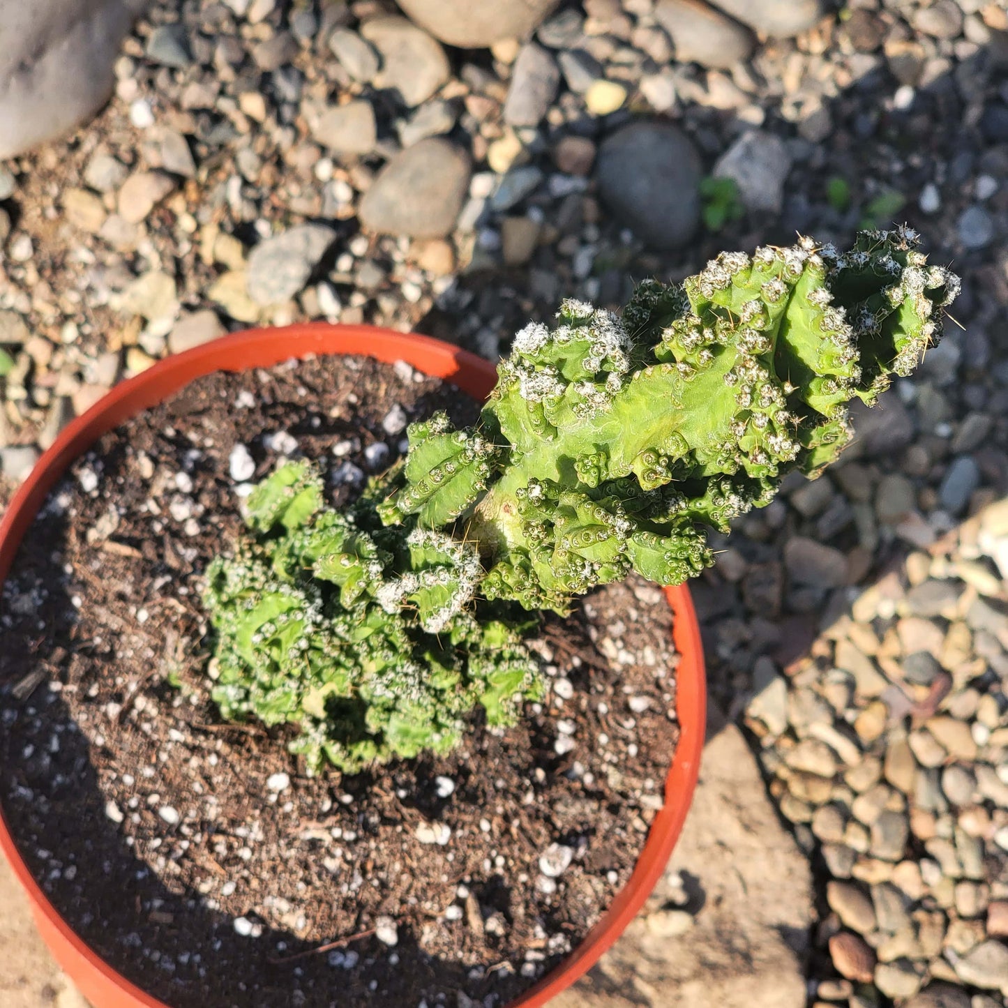 Cereus tetragonus monstrose 'Fairytale Cactus' - 6 Inch Assorted - Succulent - DesertScapeSucculent