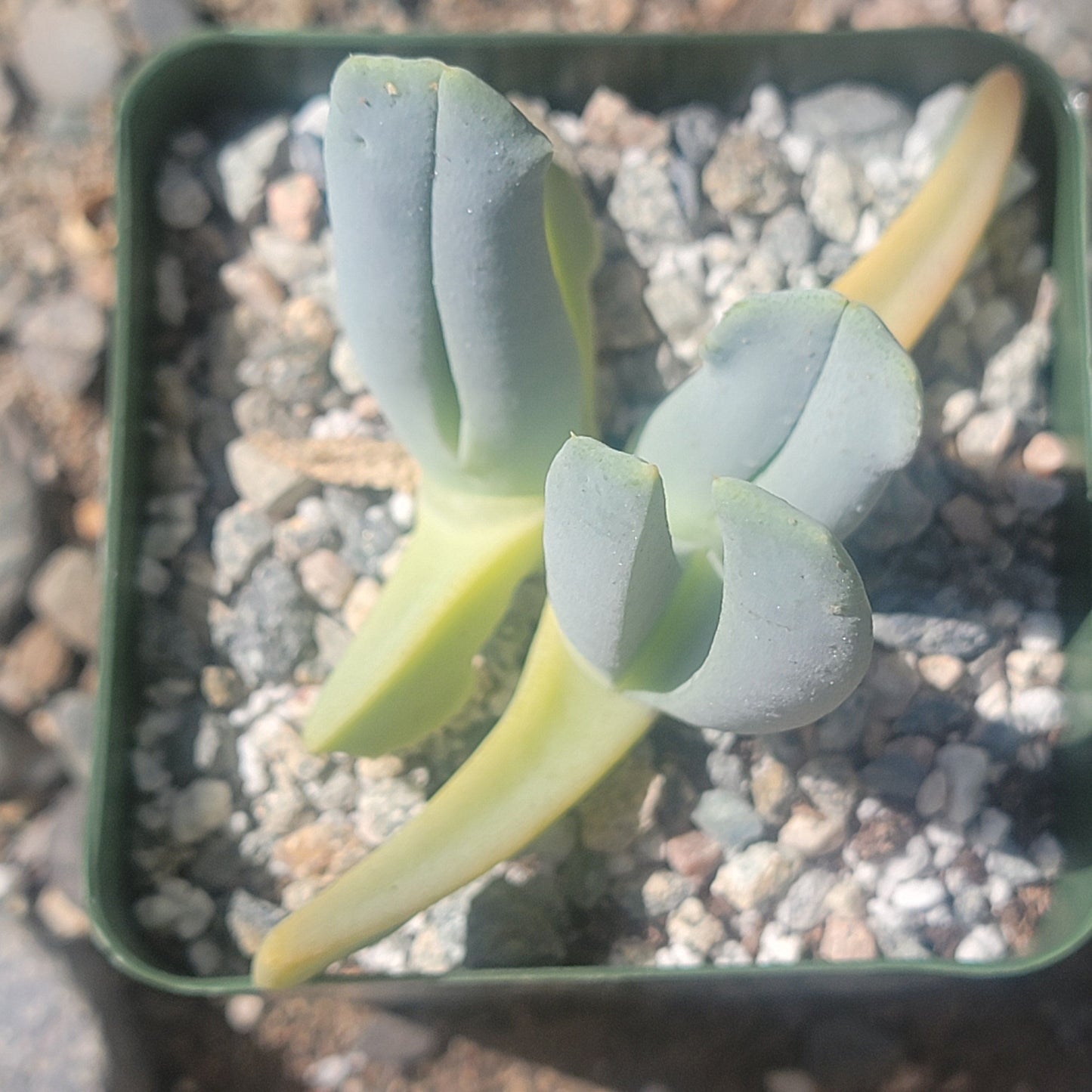 Cheiridopsis candida - 4 Inch Assorted - Succulent - DesertScapeSucculent