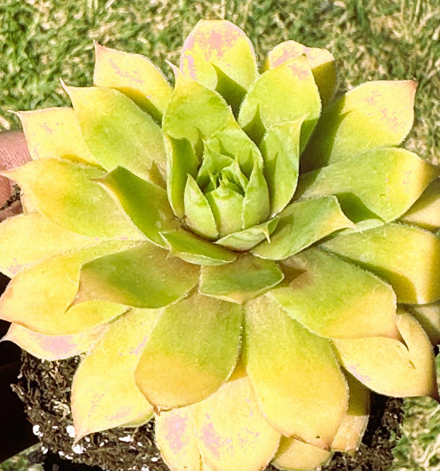 Chick Charms® Gold Nugget™ - 4 Inch Assorted - Succulent - DesertScapeSucculent