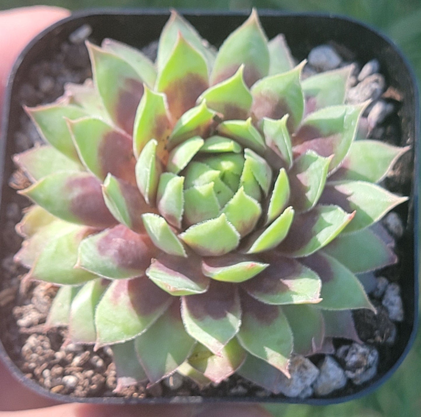 Chick Charms® Gold Rush™ - 3 Inch Assorted - Succulent - DesertScapeSucculent