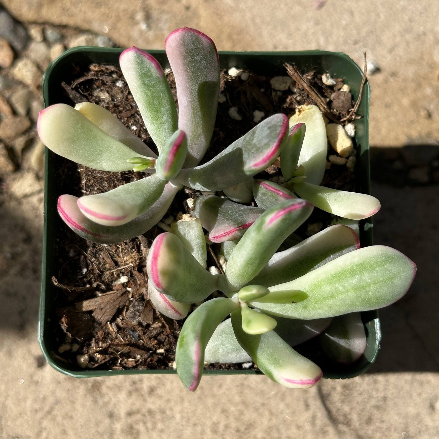 Cotyledon orbiculata cv Variegated - 4 Inch Assorted - Succulent - DesertScapeSucculent
