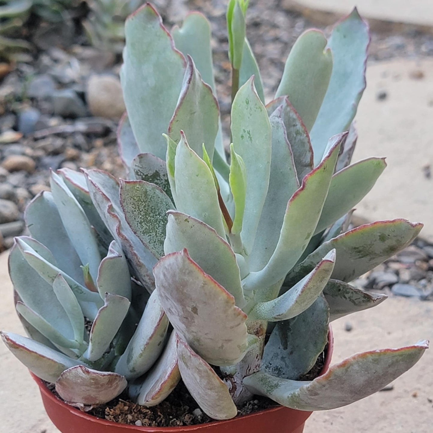 Cotyledon orbiculata 'Silver Waves' - 4 Inch Assorted - Succulent - DesertScapeSucculent