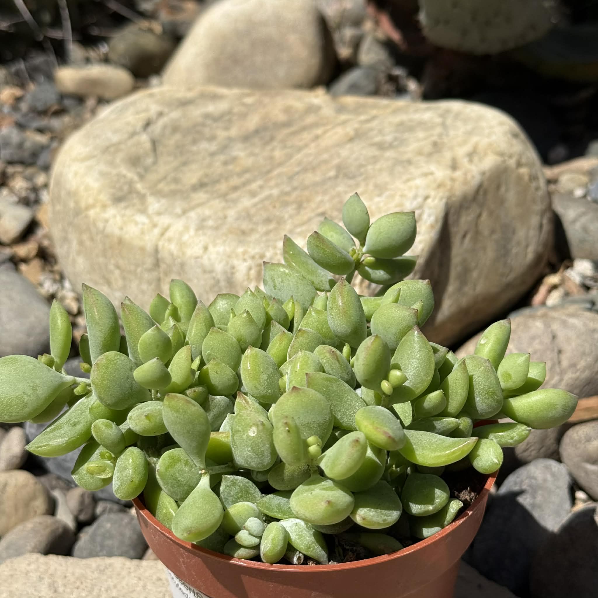 Cotyledon Pendens 4 inch