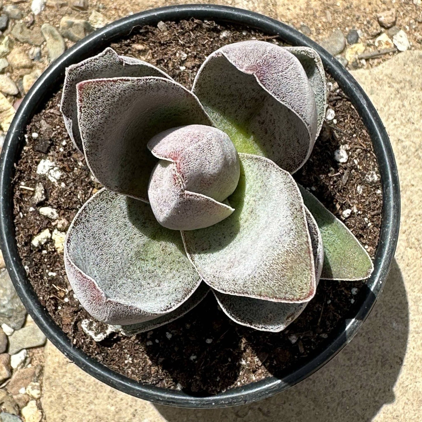 Crassula Alba 'Garnet Lotus' - 4 Inch Assorted - Succulent - DesertScapeSucculent