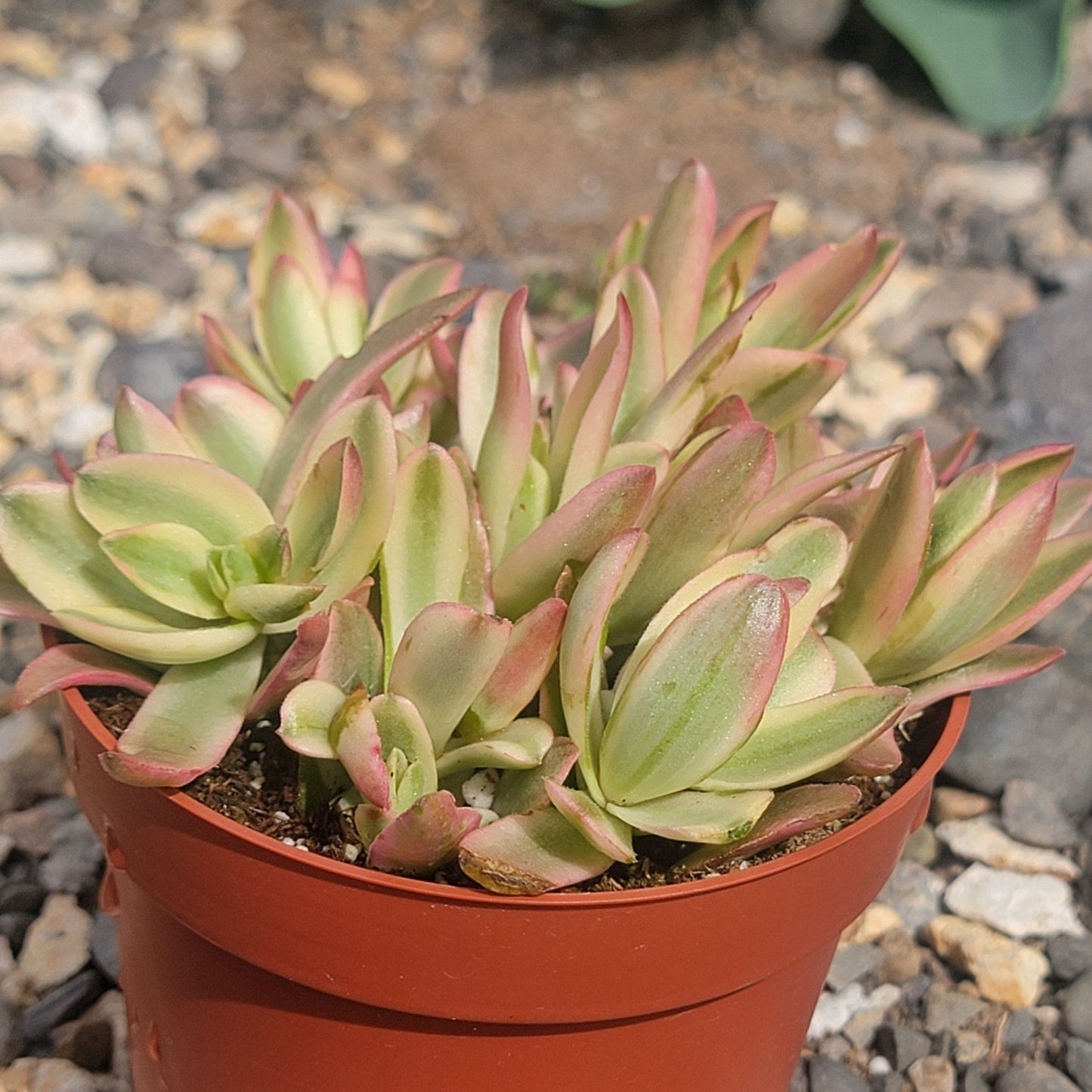 Crassula campfire Variegated - 4 Inch Assorted - Succulent - DesertScapeSucculent