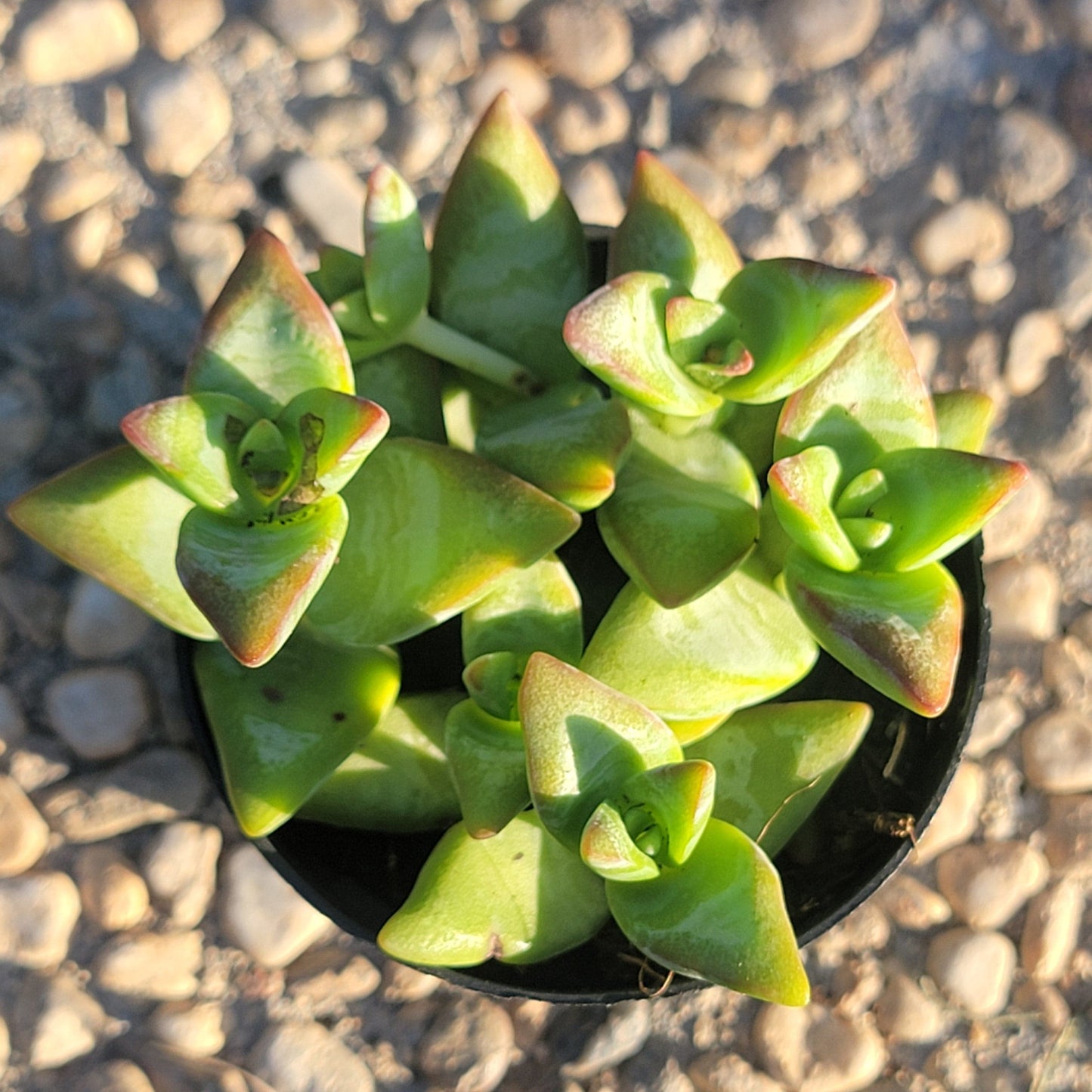 Crassula conjuncta - 3 Inch Assorted - Succulent - DesertScapeSucculent