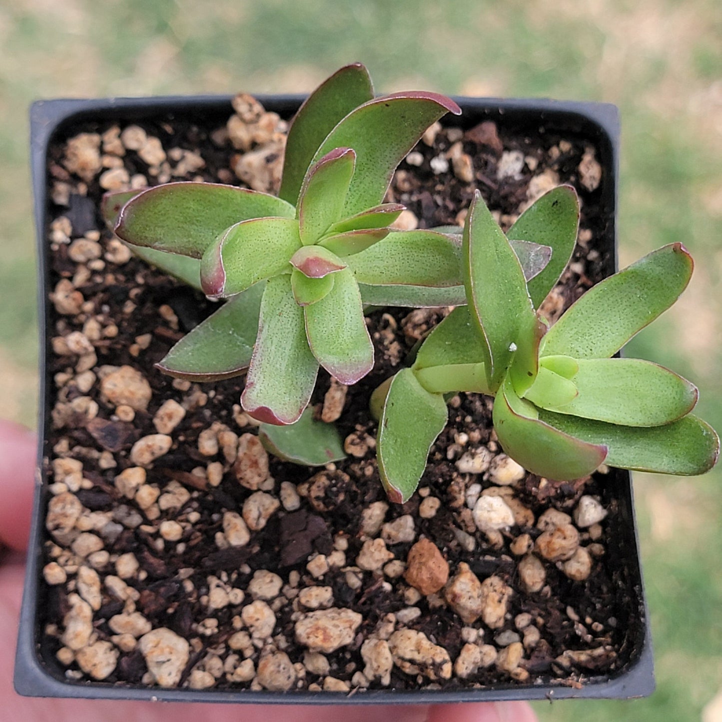 Crassula Dejecta 'Doily' - 4 Inch Assorted - Succulent - DesertScapeSucculent