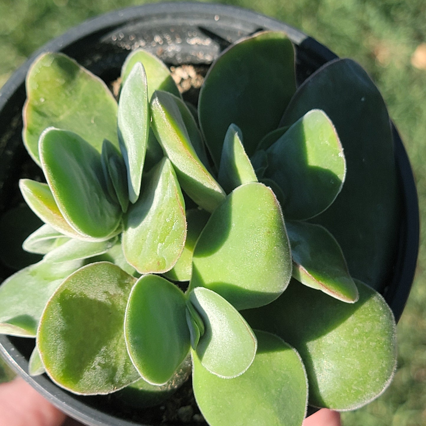 Crassula 'Dubia' - 4 Inch Assorted - Succulent - DesertScapeSucculent