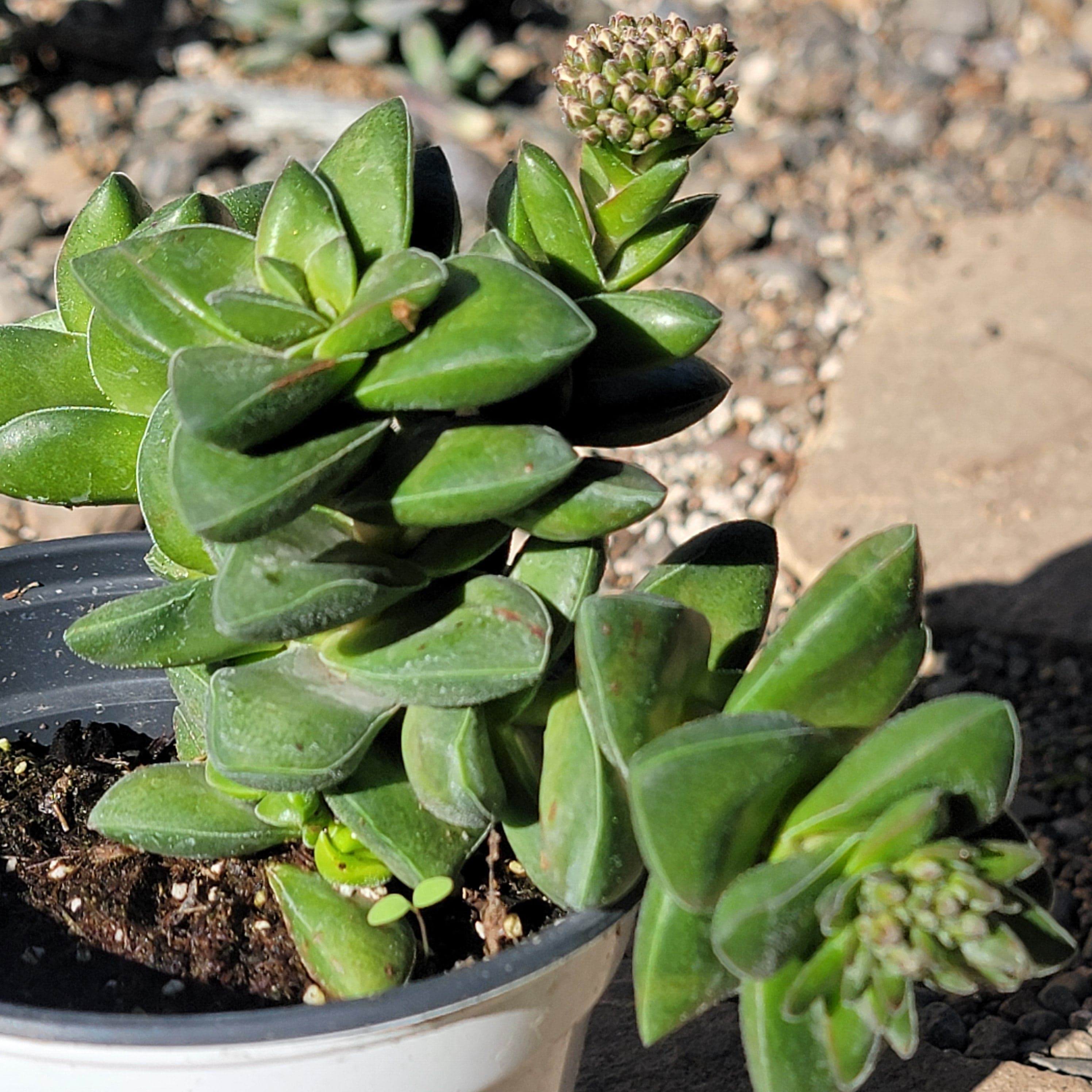 springtime succulent Crassula hybrid 'Springtime' – DesertScapeSucculent