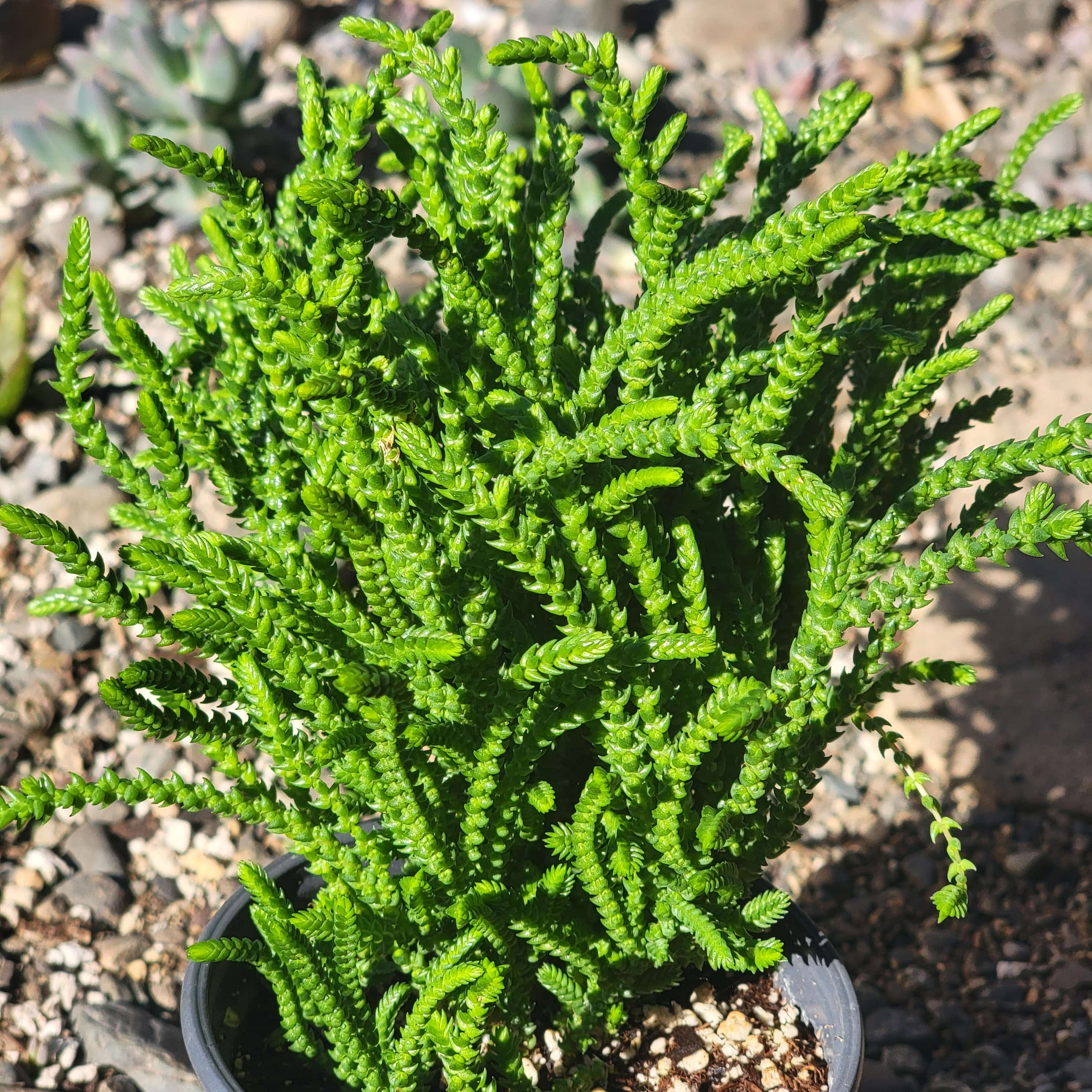 variegated watch chain succulent Crassula lycopodioides 'Watch Chain' – DesertScapeSucculent