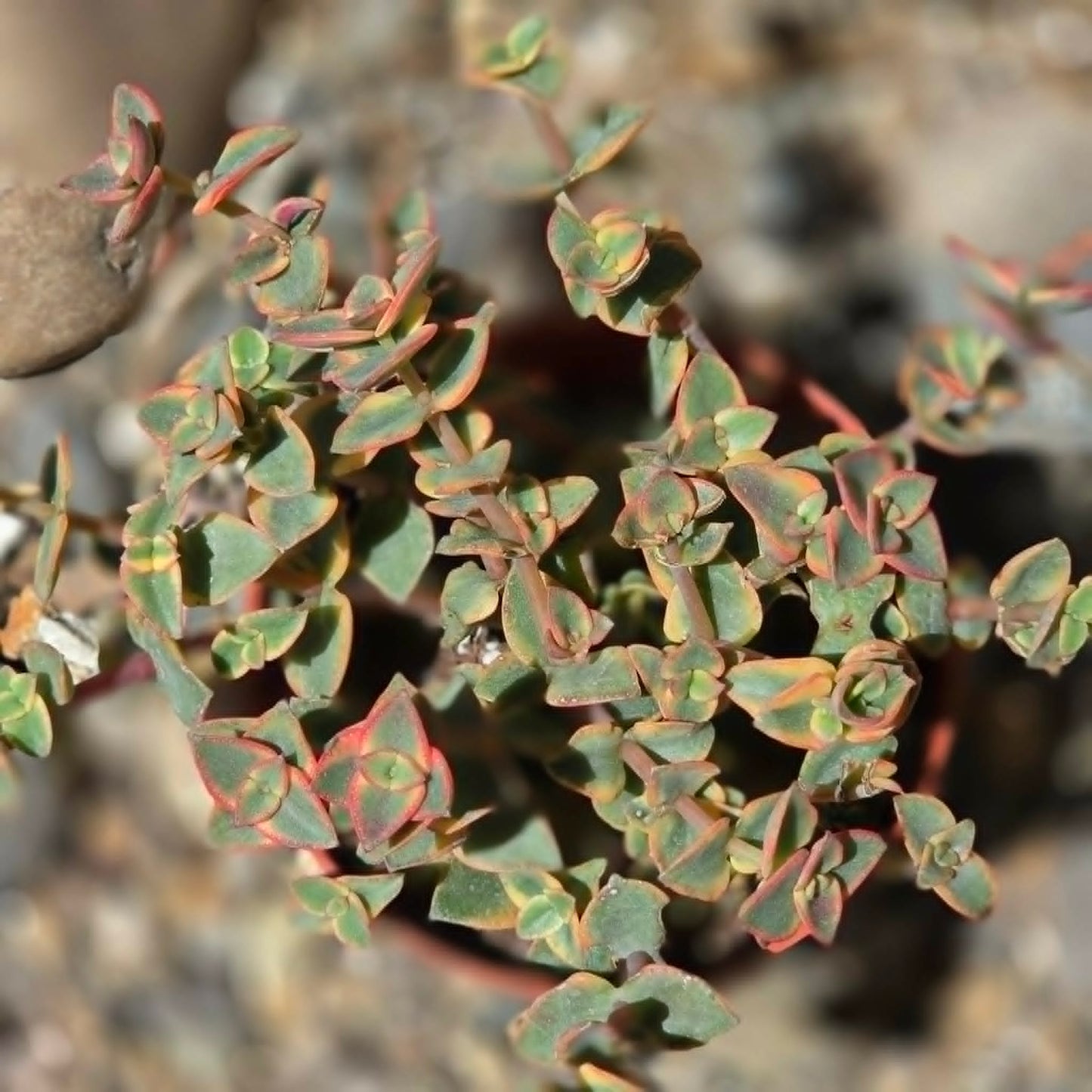 DesertScapeSucculent Succulent 4 Inch Crassula marginalis 'Yellow'