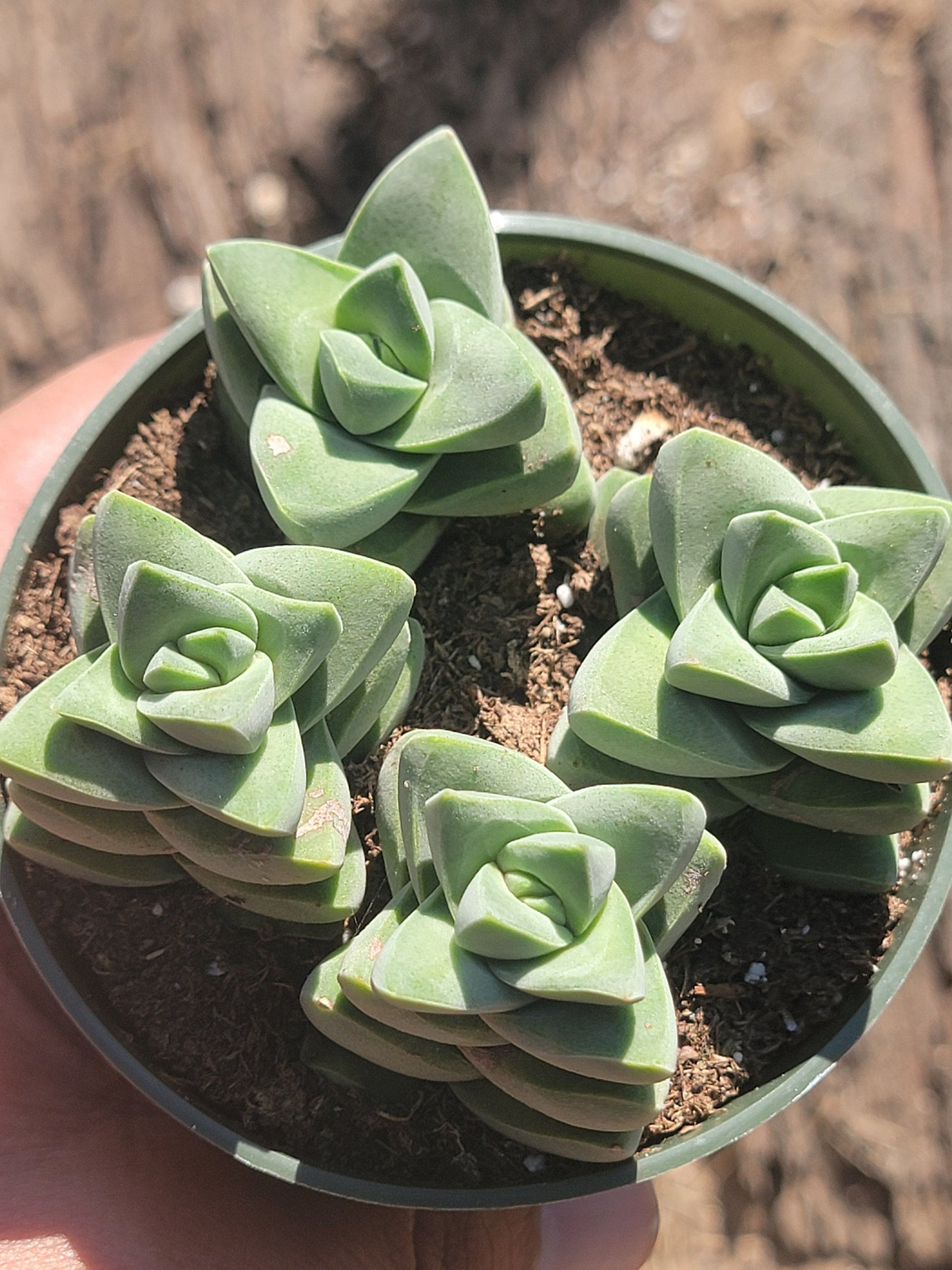 Crassula Moonglow 'Ivory Pagoda' - 4 Inch Assorted - Succulent - DesertScapeSucculent