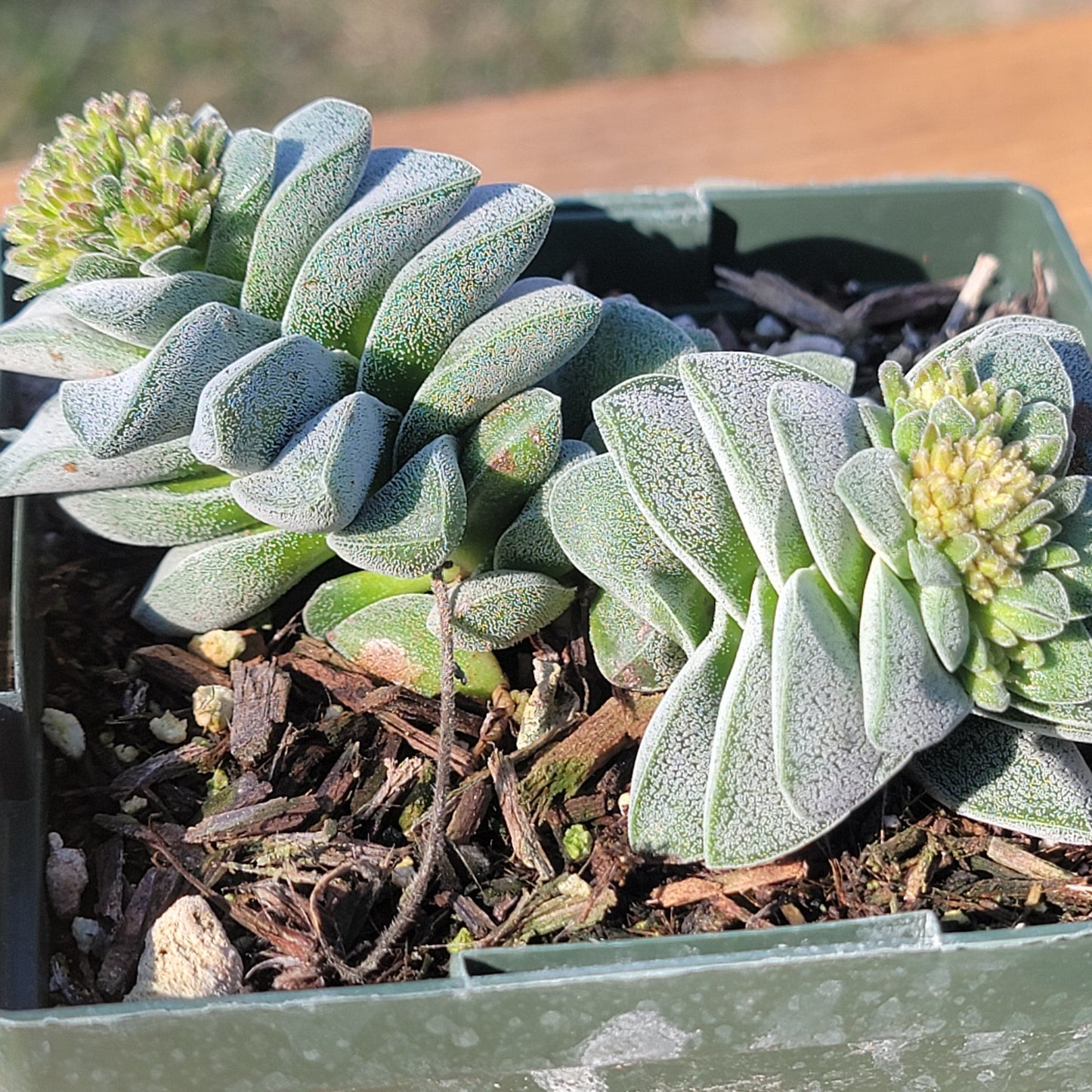 Crassula 'Morgan's Beauty' - 4 Inch Assorted - Succulent - DesertScapeSucculent