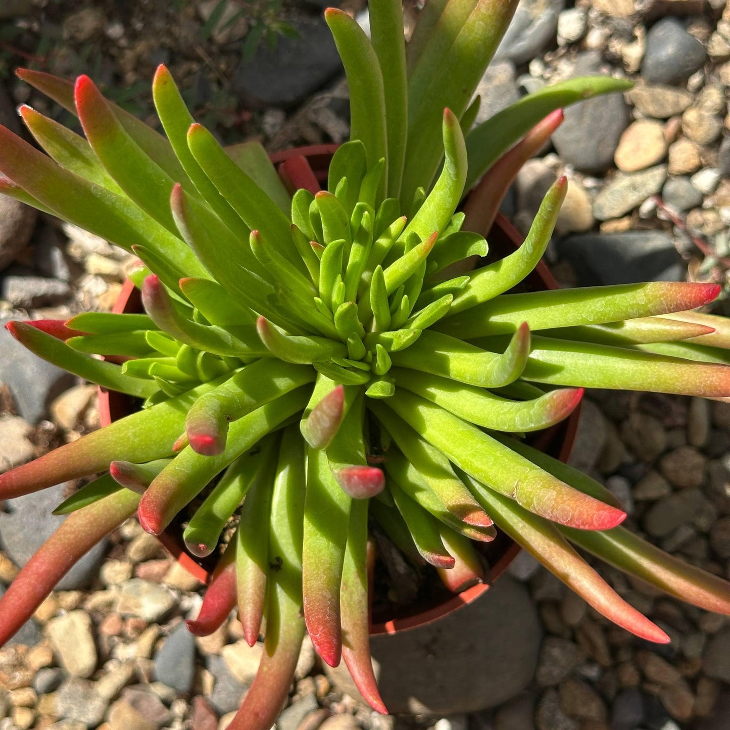 Crassula nudicaulis 'Devil's Horns' - 4 Inch Assorted - Succulent - DesertScapeSucculent
