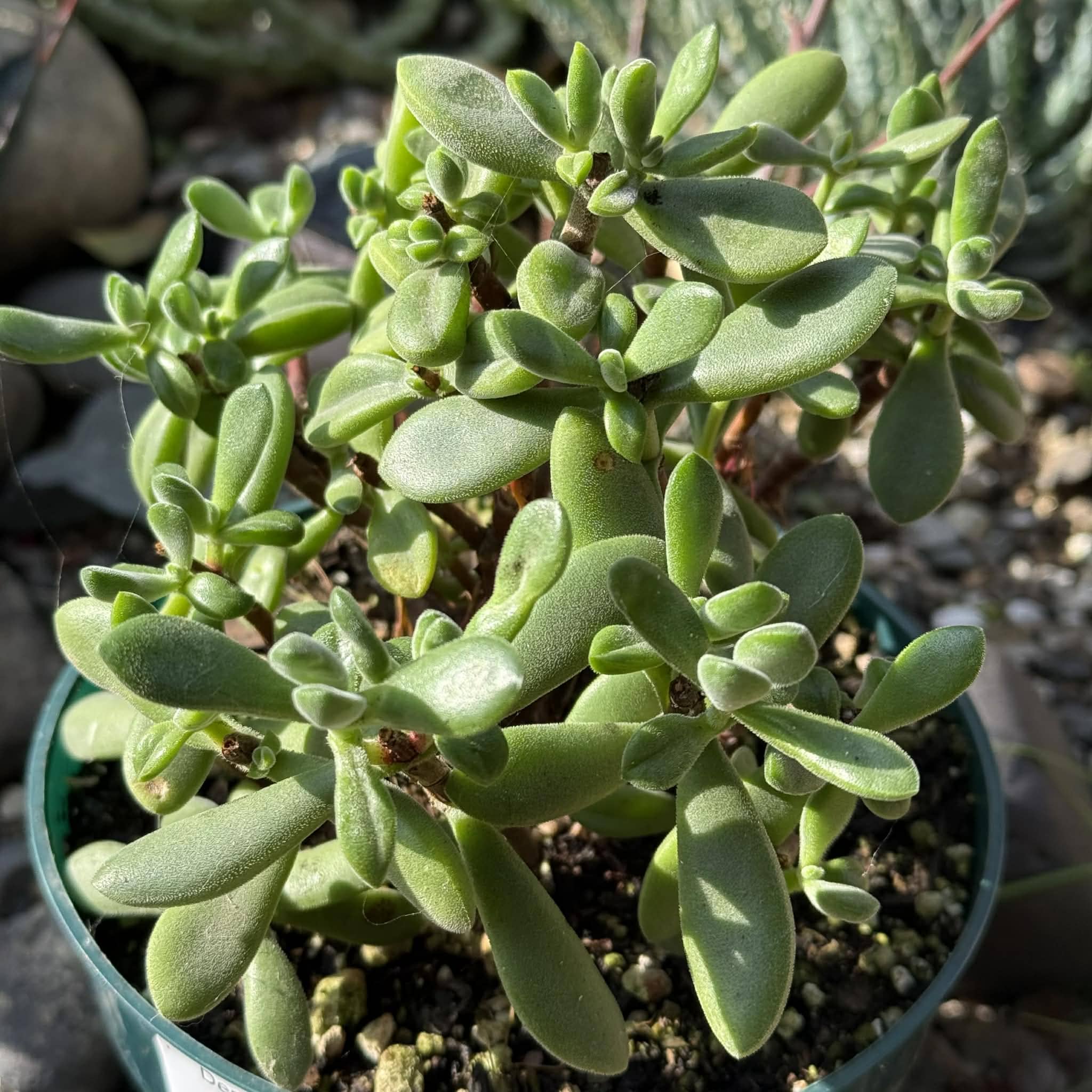 the roger succulent Crassula 'Rogersii'