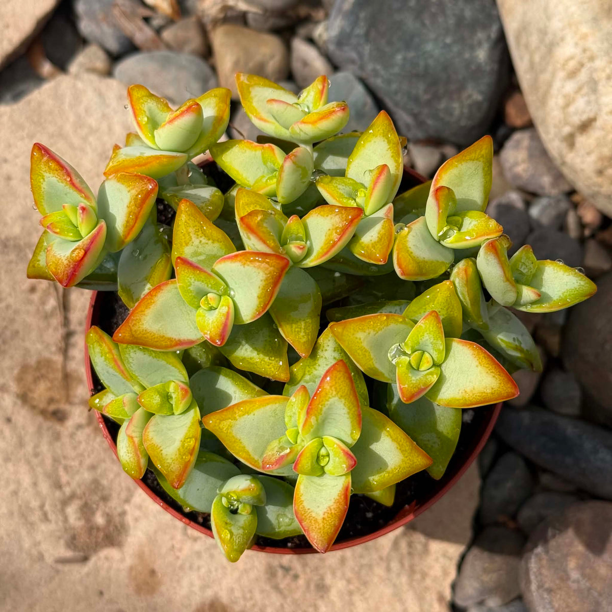 DesertScapeSucculent Succulent 4 Inch Crassula Rupestris 'High Voltage'